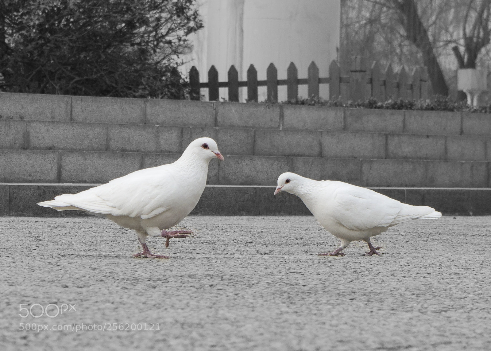 Pentax K-50 sample photo. 白鸽 photography
