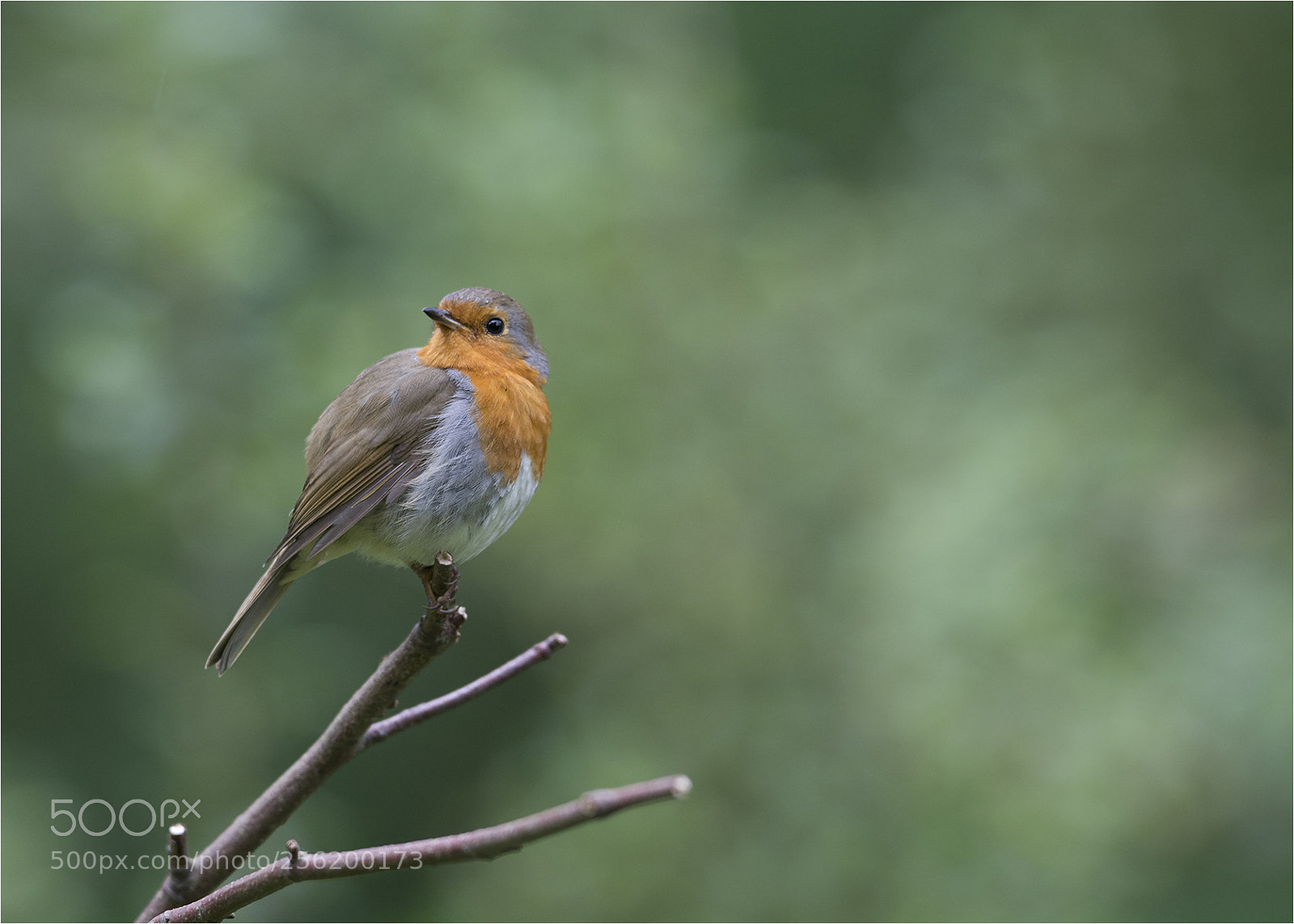 Nikon D7100 sample photo. Robin redbreast photography