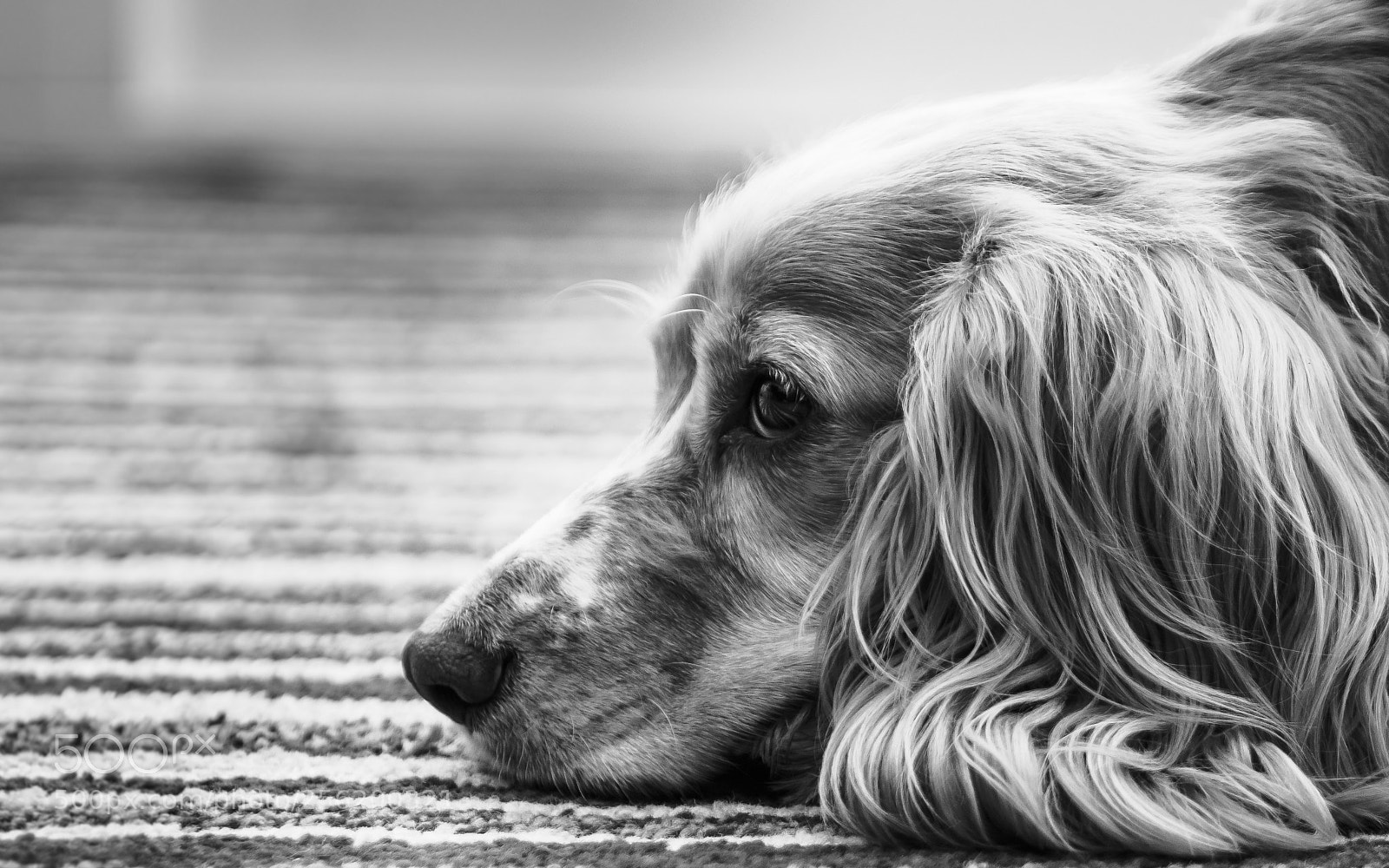 Olympus OM-D E-M10 II sample photo. Sadness photography