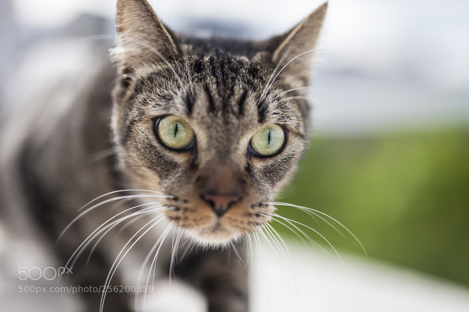 Canon EOS 5D Mark II sample photo. Mani photography