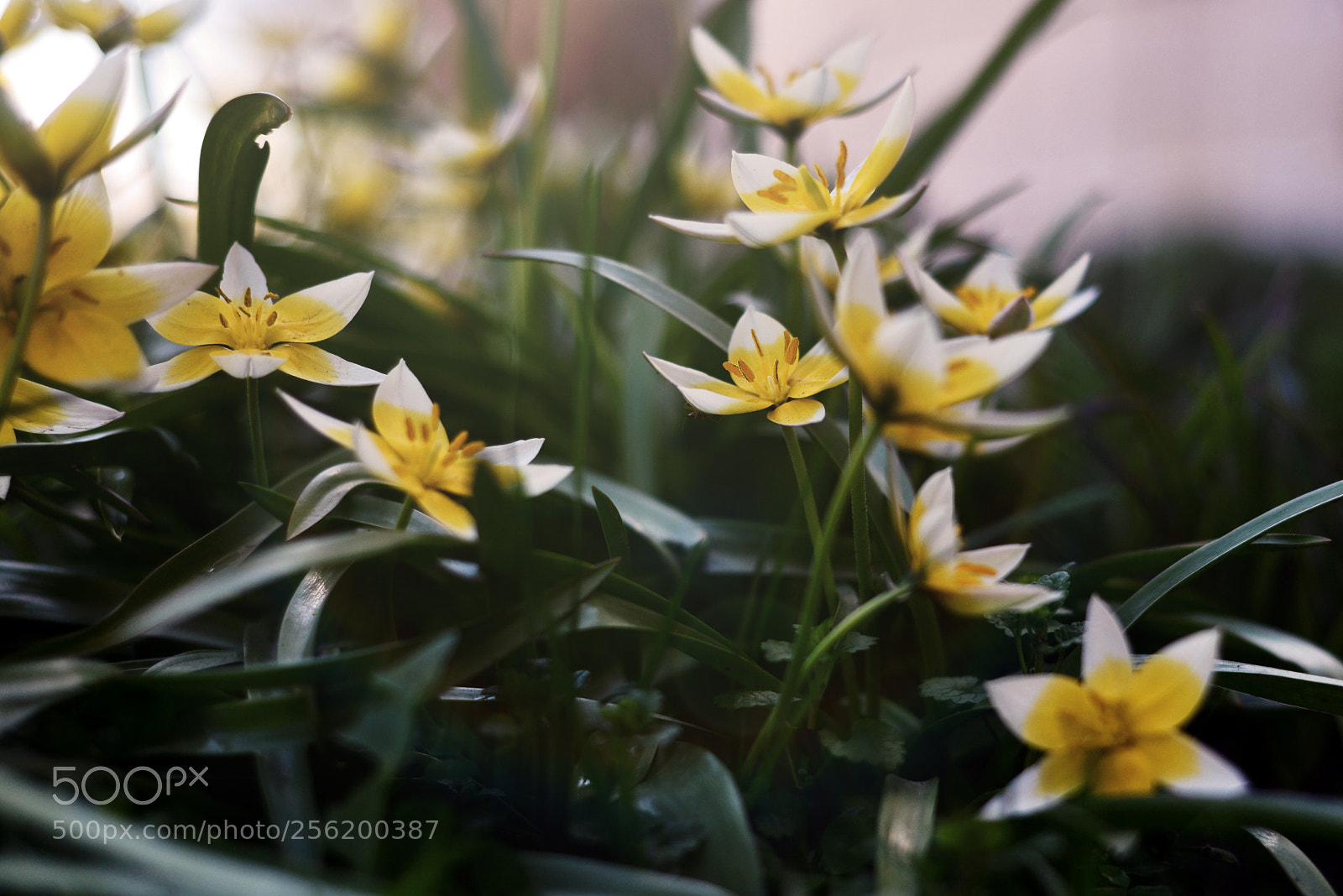 Nikon D800E sample photo. Flowers photography