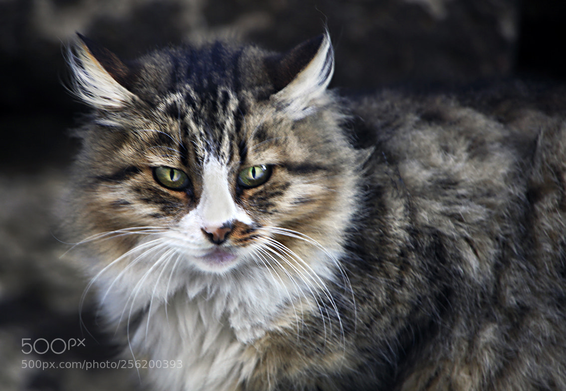 Canon EOS 5D Mark II sample photo. Cat photography