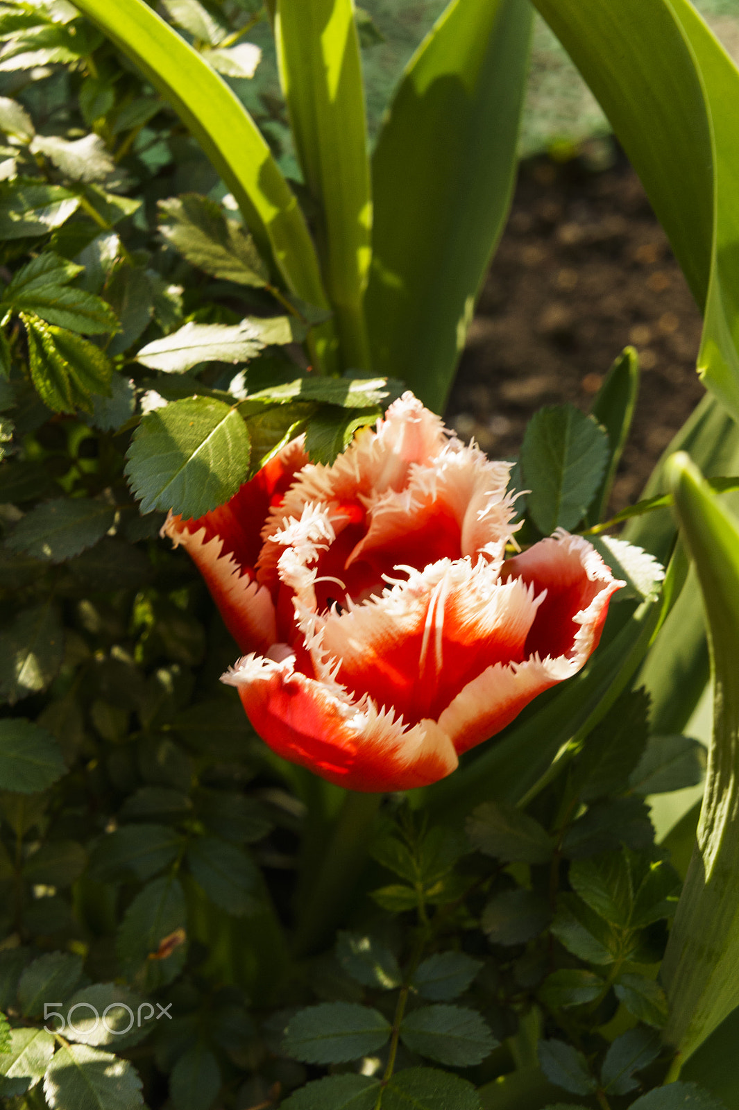Sony Alpha NEX-5 sample photo. Tulip with fringe photography