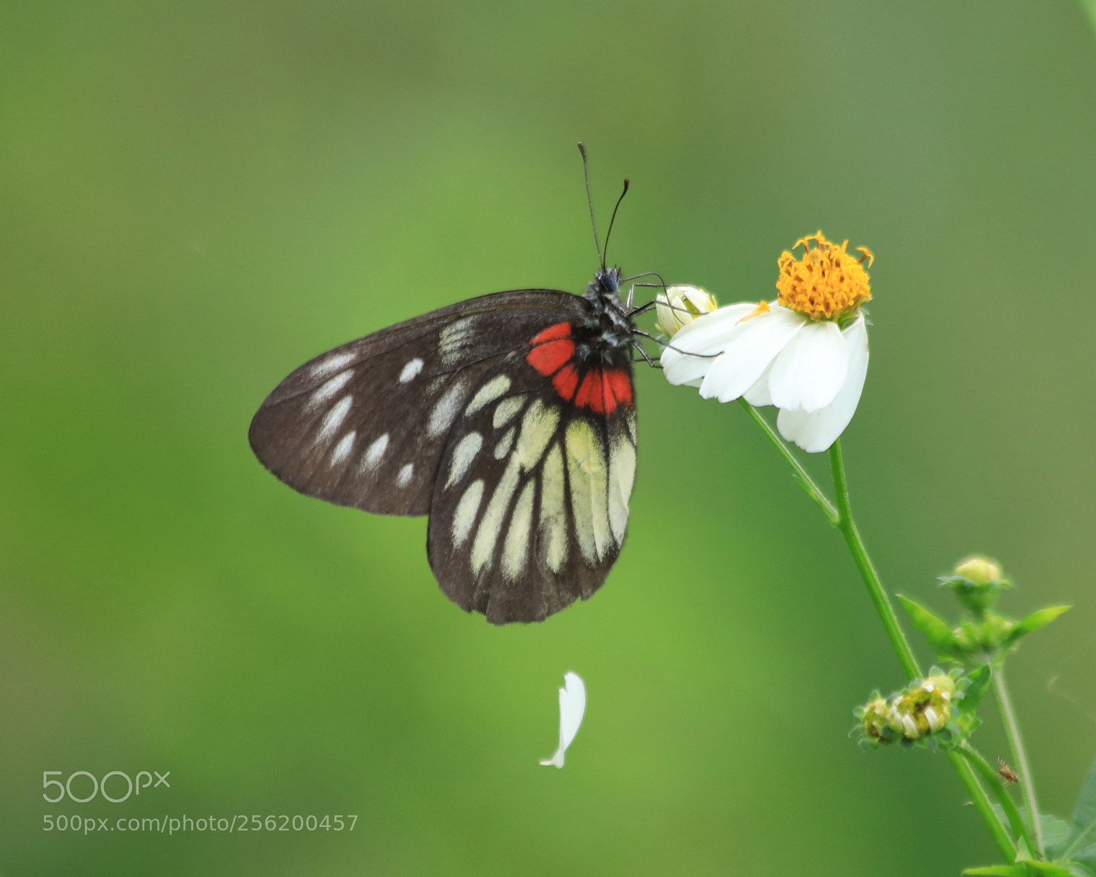 Canon EOS 5D Mark IV sample photo. Butterfly photography
