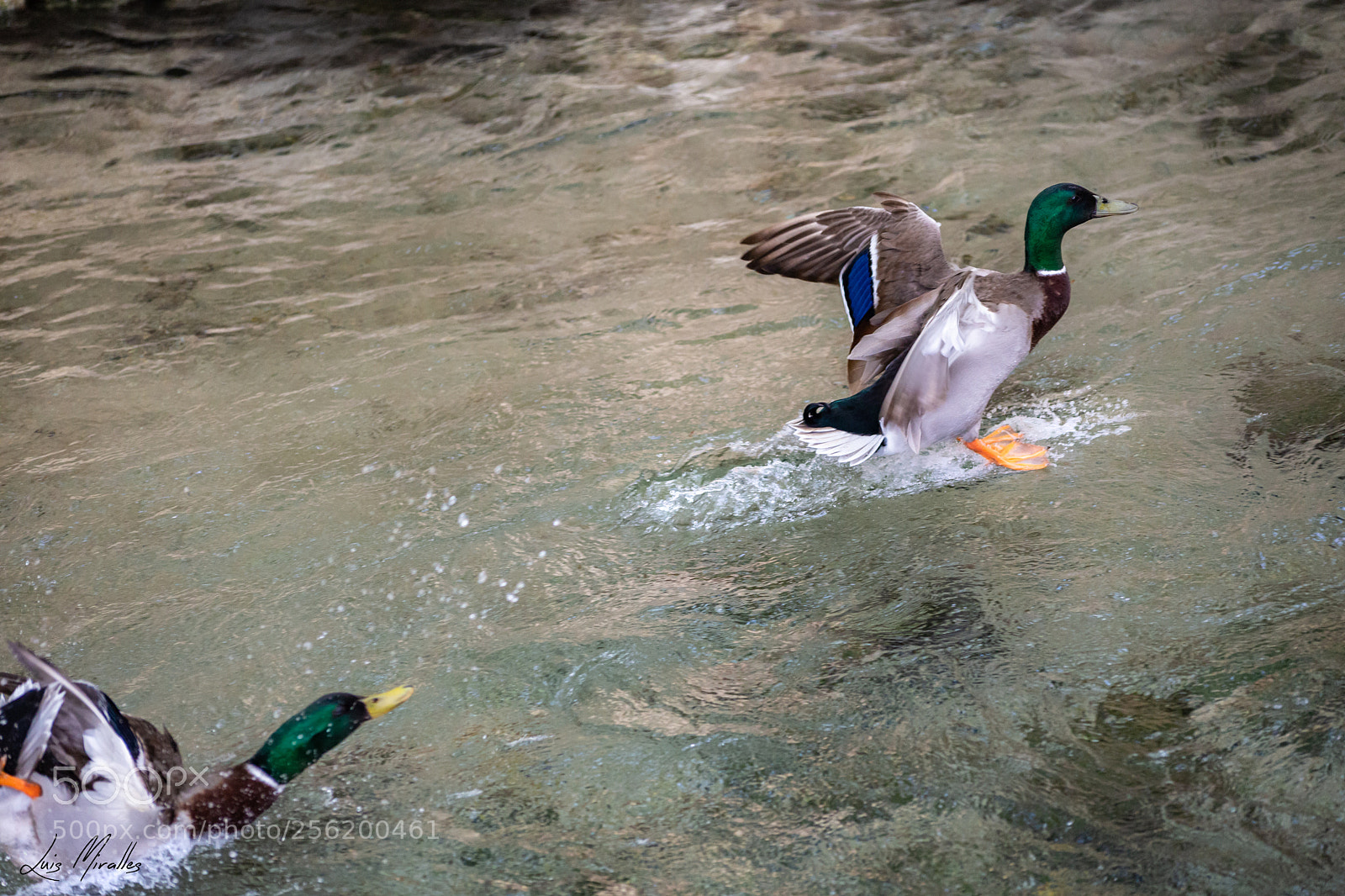 Canon EOS 6D sample photo. Mg photography