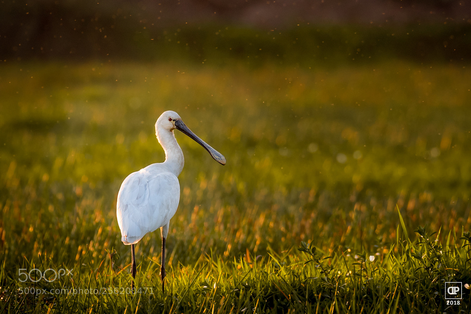 Nikon D750 sample photo. Eurasian spoonbill photography