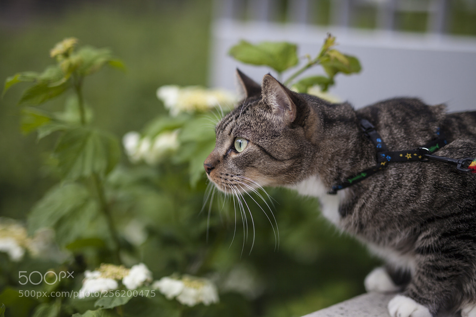 Canon EOS 5D Mark II sample photo. Img photography