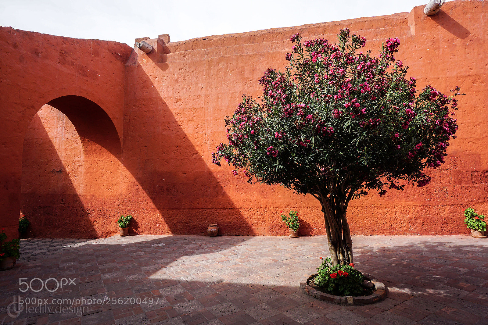 Sony a6000 sample photo. Flowering tree photography