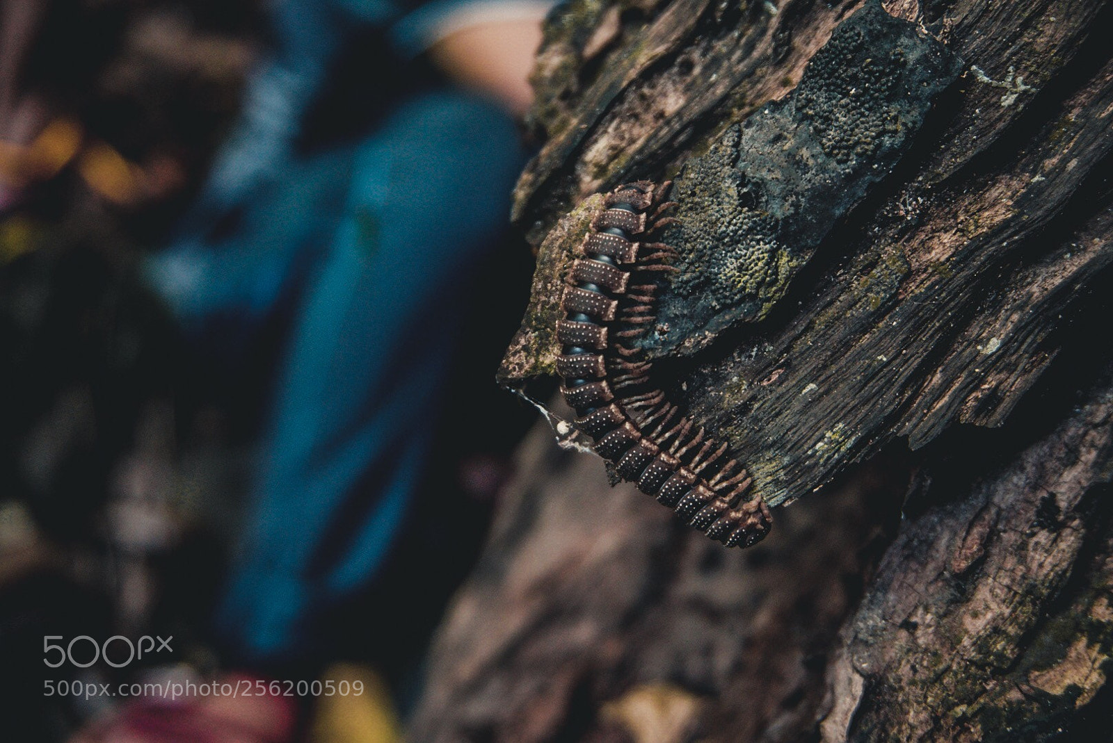 Sony a6000 sample photo. One of the guides photography