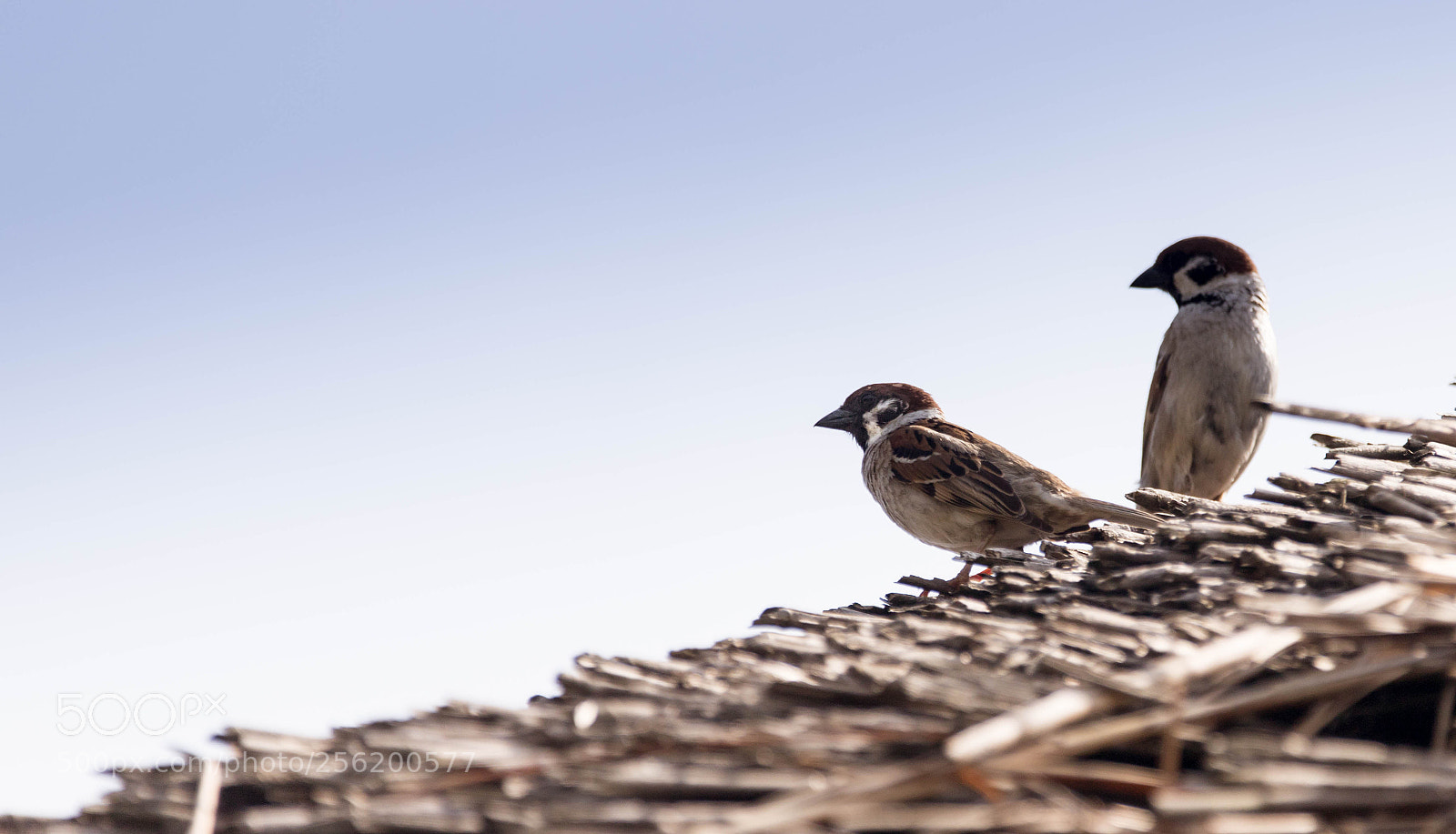 Canon EOS 6D Mark II sample photo. Sparrow photography