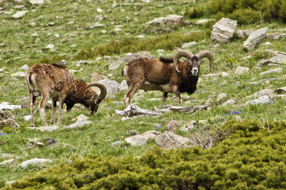 Canon EOS 40D sample photo. Ovis orientalis musimon photography