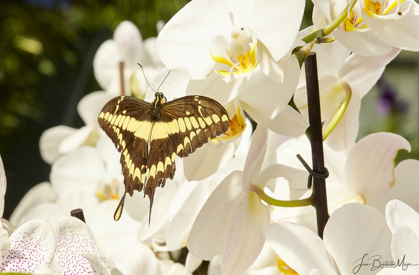 Canon EOS 5D Mark II sample photo. Butterfly and orchids photography