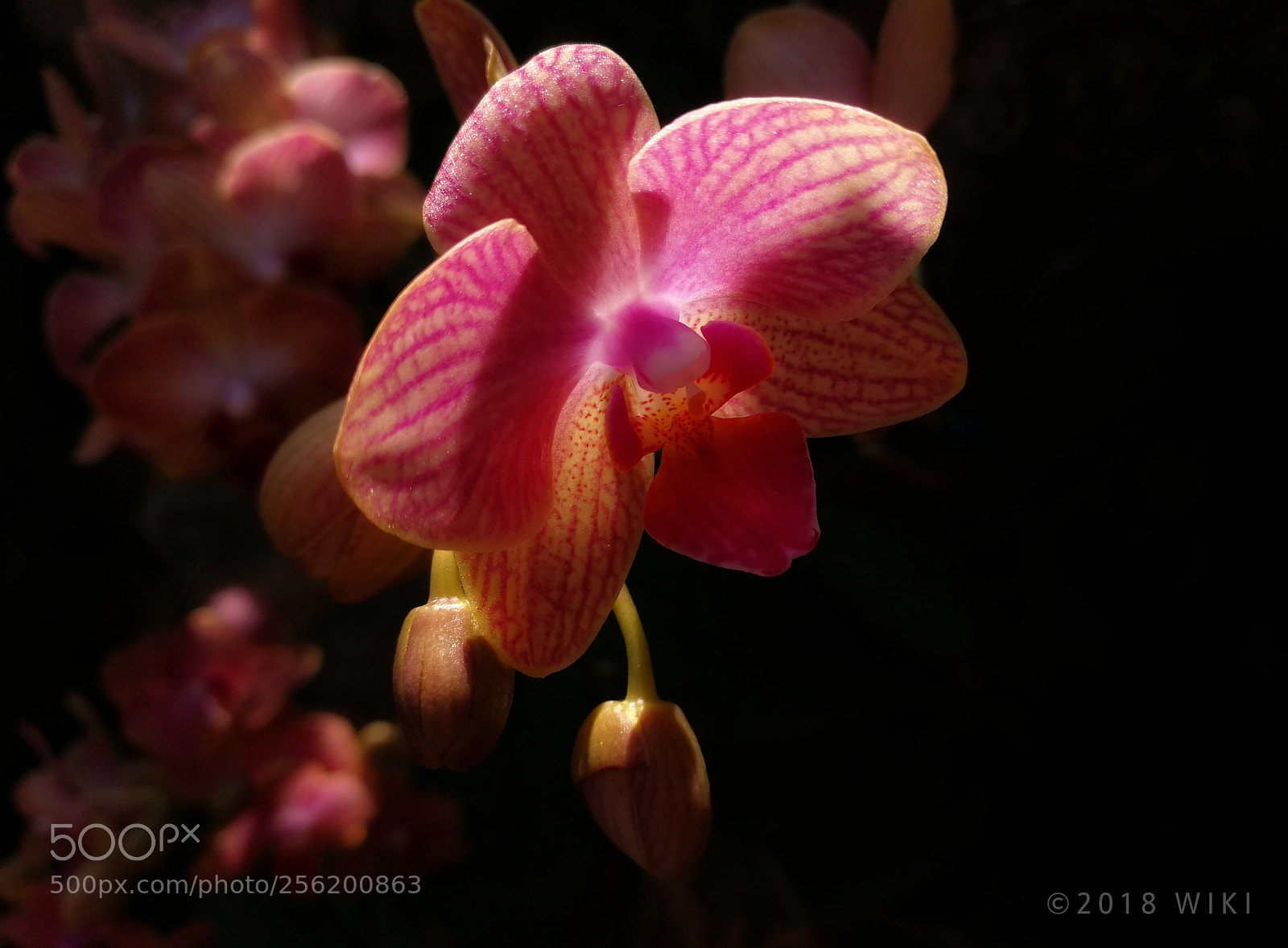 HUAWEI Mate 9 sample photo. Orchid photography