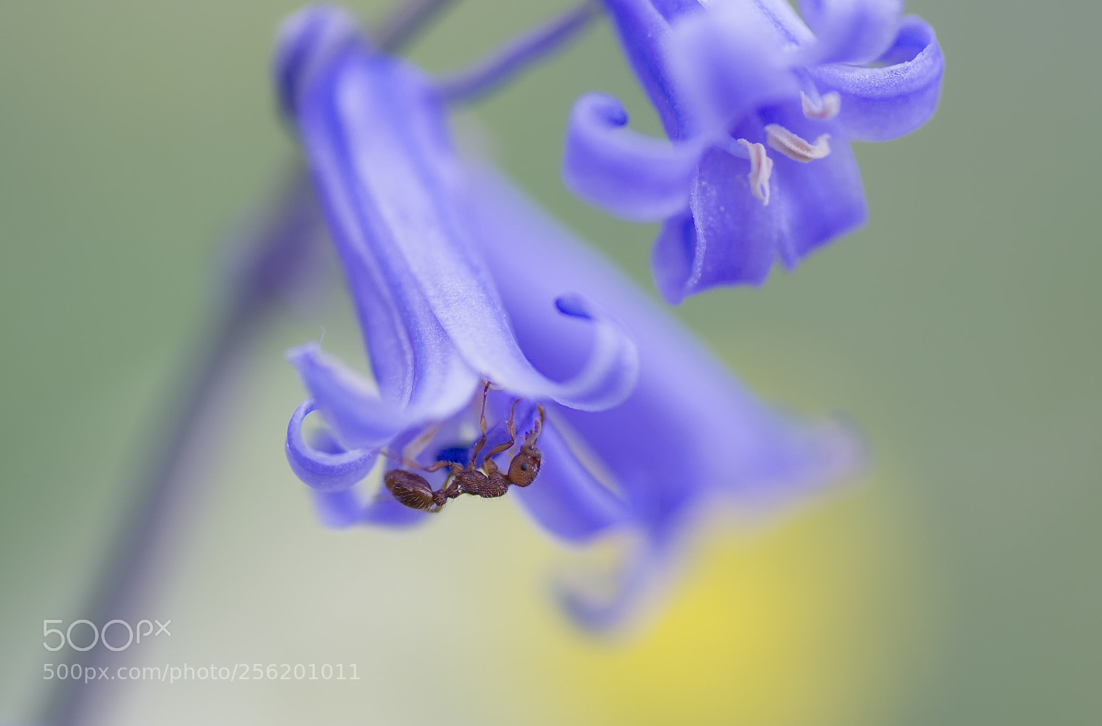 Sony SLT-A58 sample photo. Upside down of spring photography