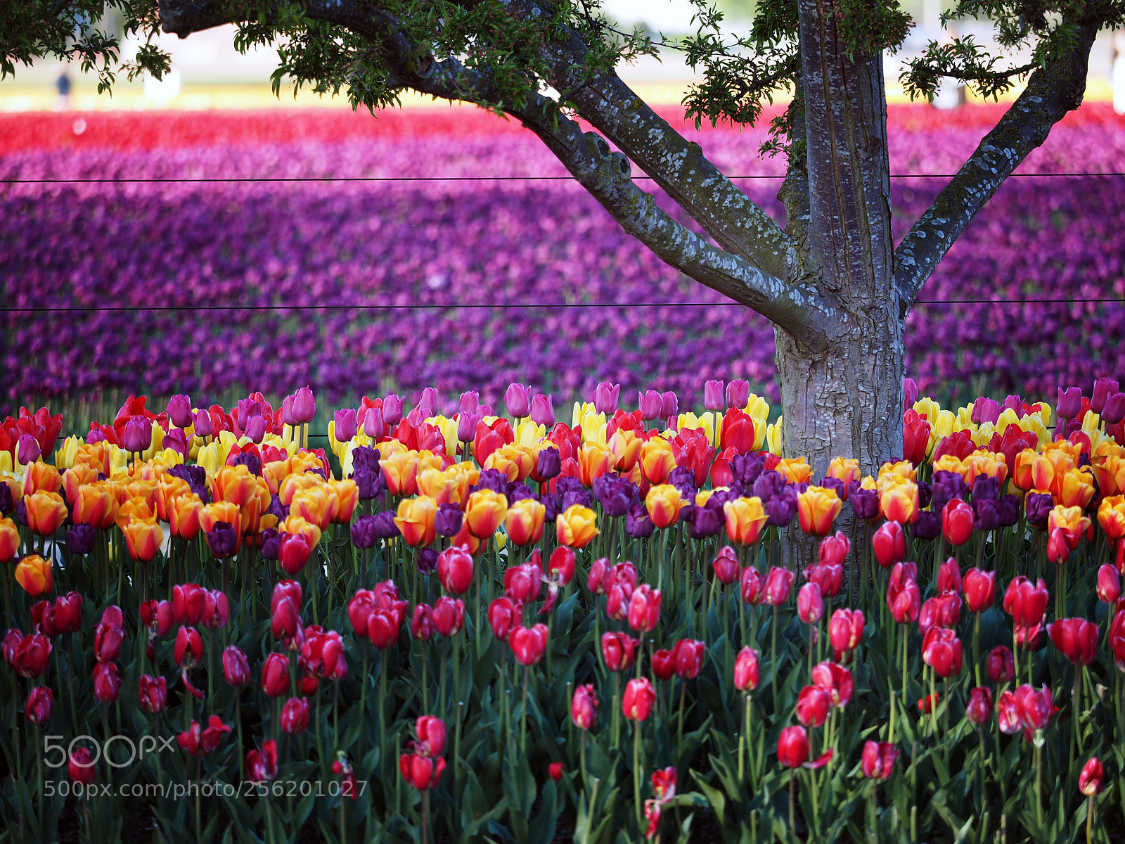 Olympus OM-D E-M1 sample photo. Tulips for days photography