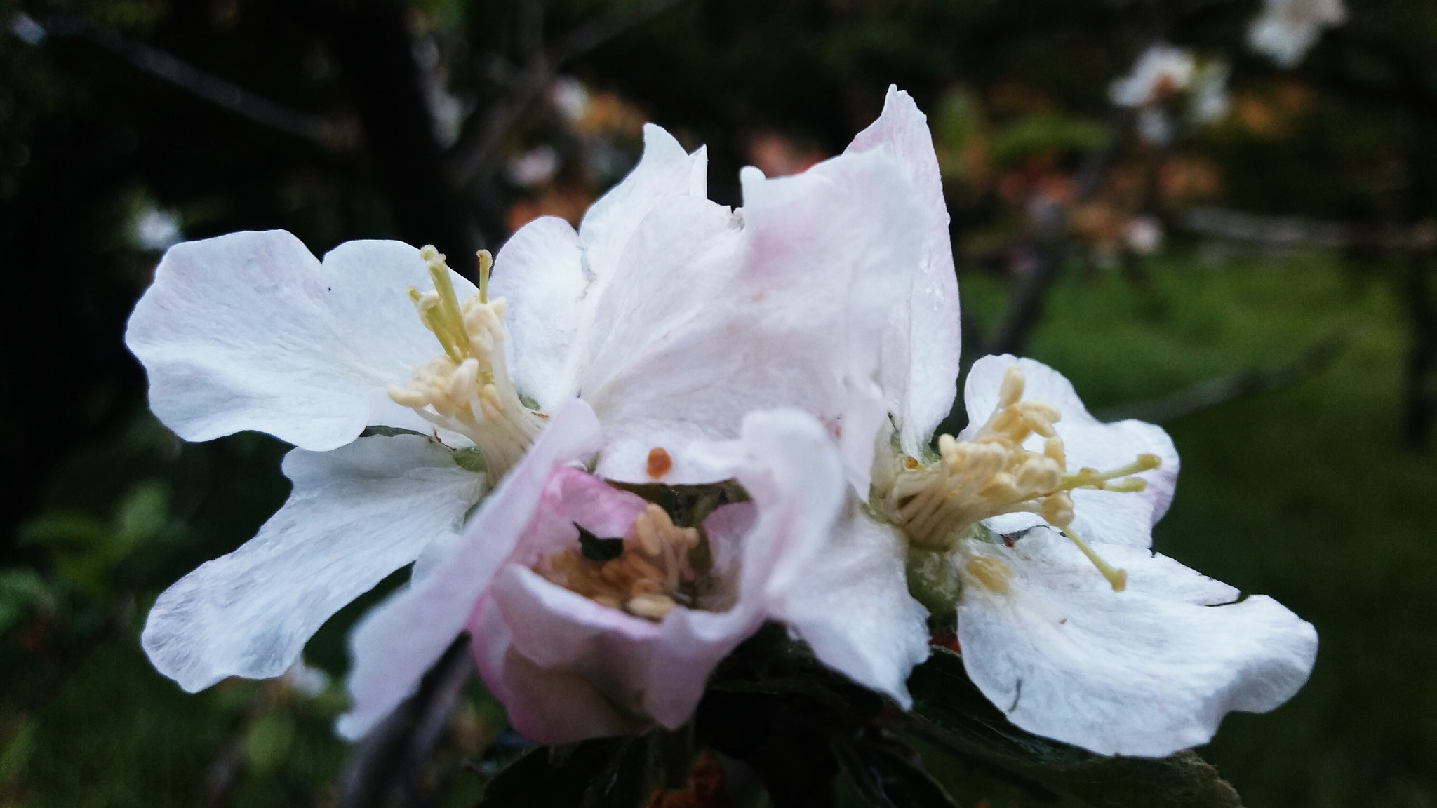 LG K10 sample photo. Apple blossom photography