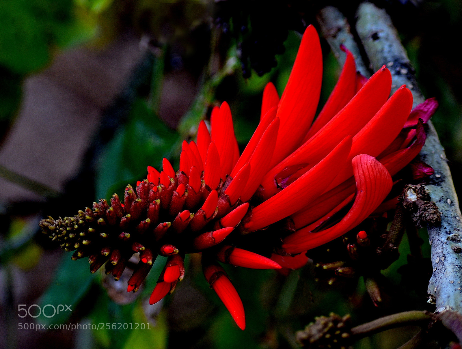 Nikon D7200 sample photo. Red pinecomb flower photography