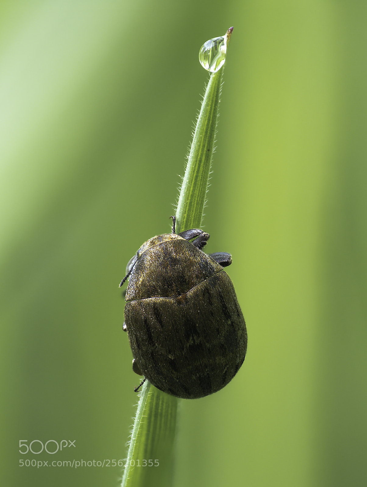 Olympus OM-D E-M1 Mark II sample photo. Waterdrop photography