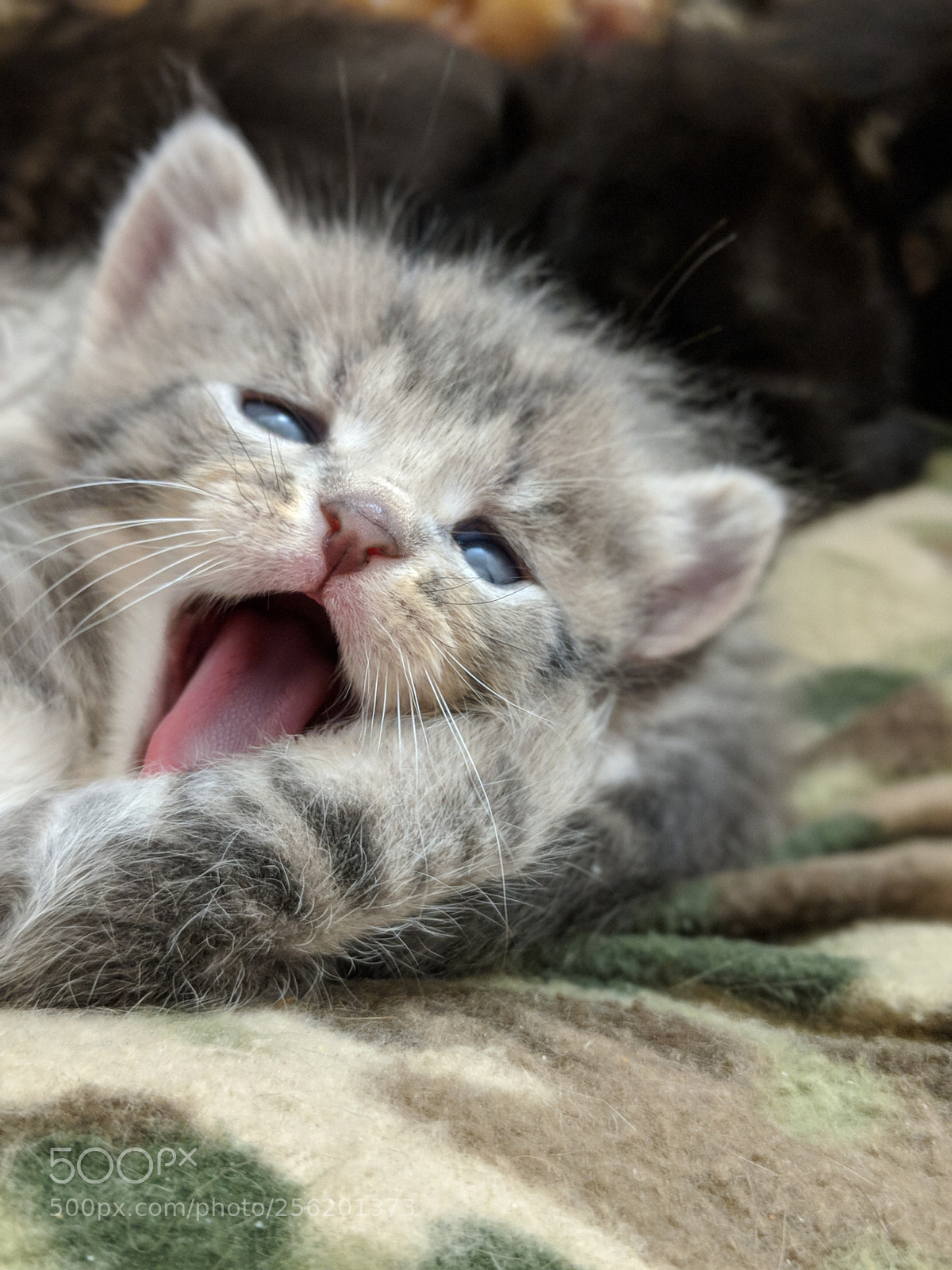 Google Pixel 2 XL sample photo. James yawning photography