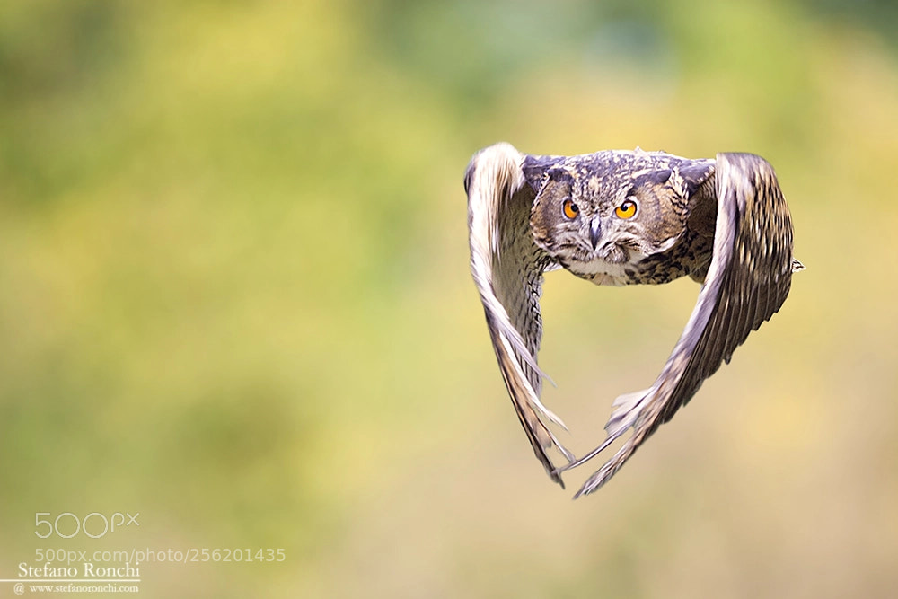 Canon EOS-1D Mark III sample photo. Fly photography
