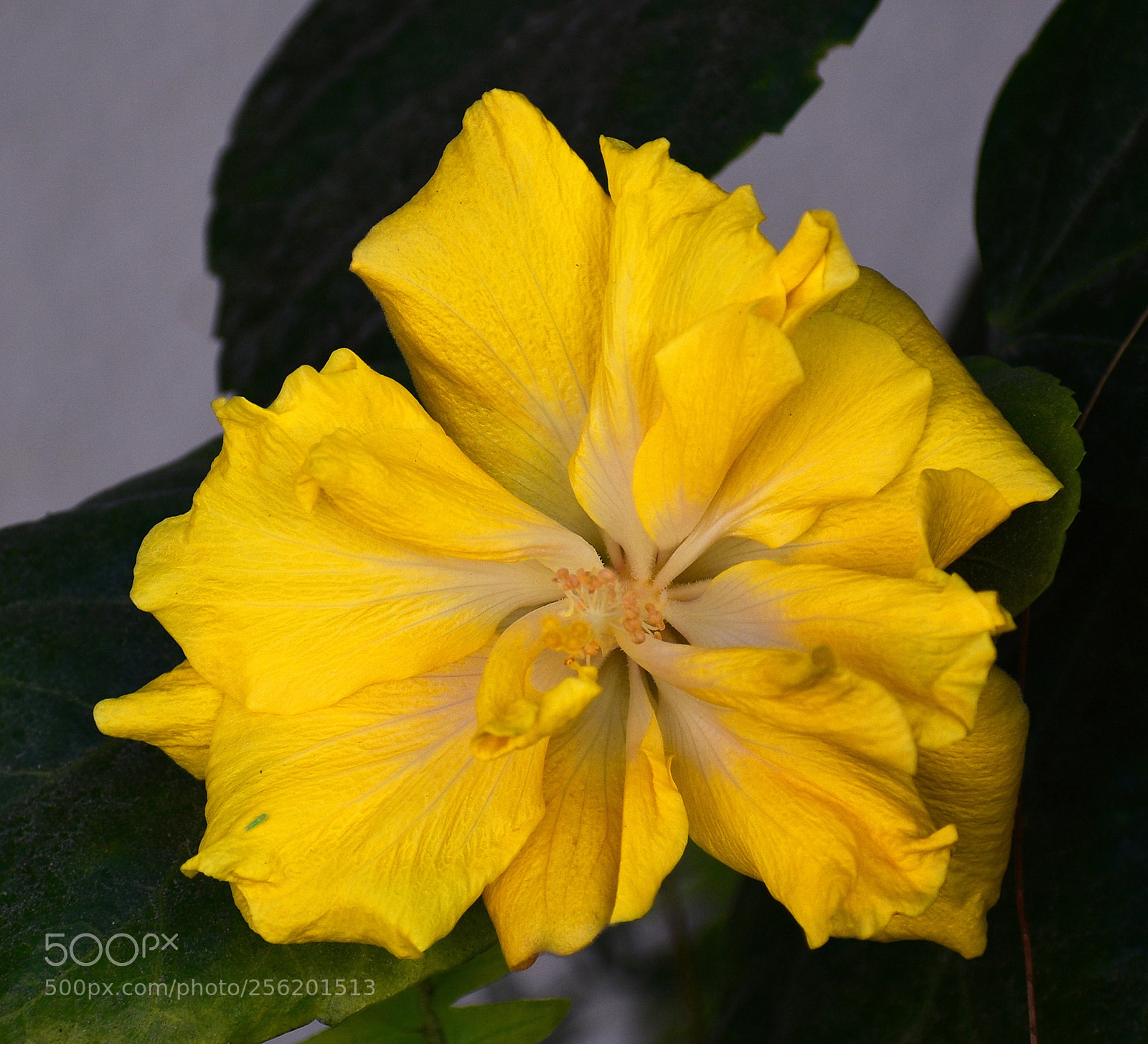Nikon D7200 sample photo. Gold flower photography