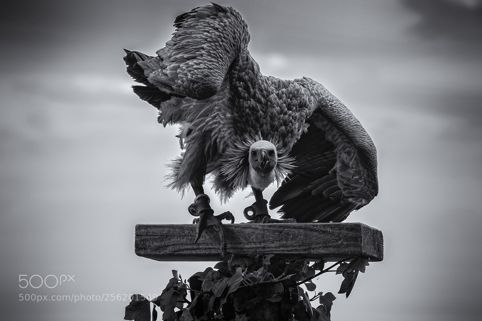 Nikon D5300 sample photo. Vulture photography