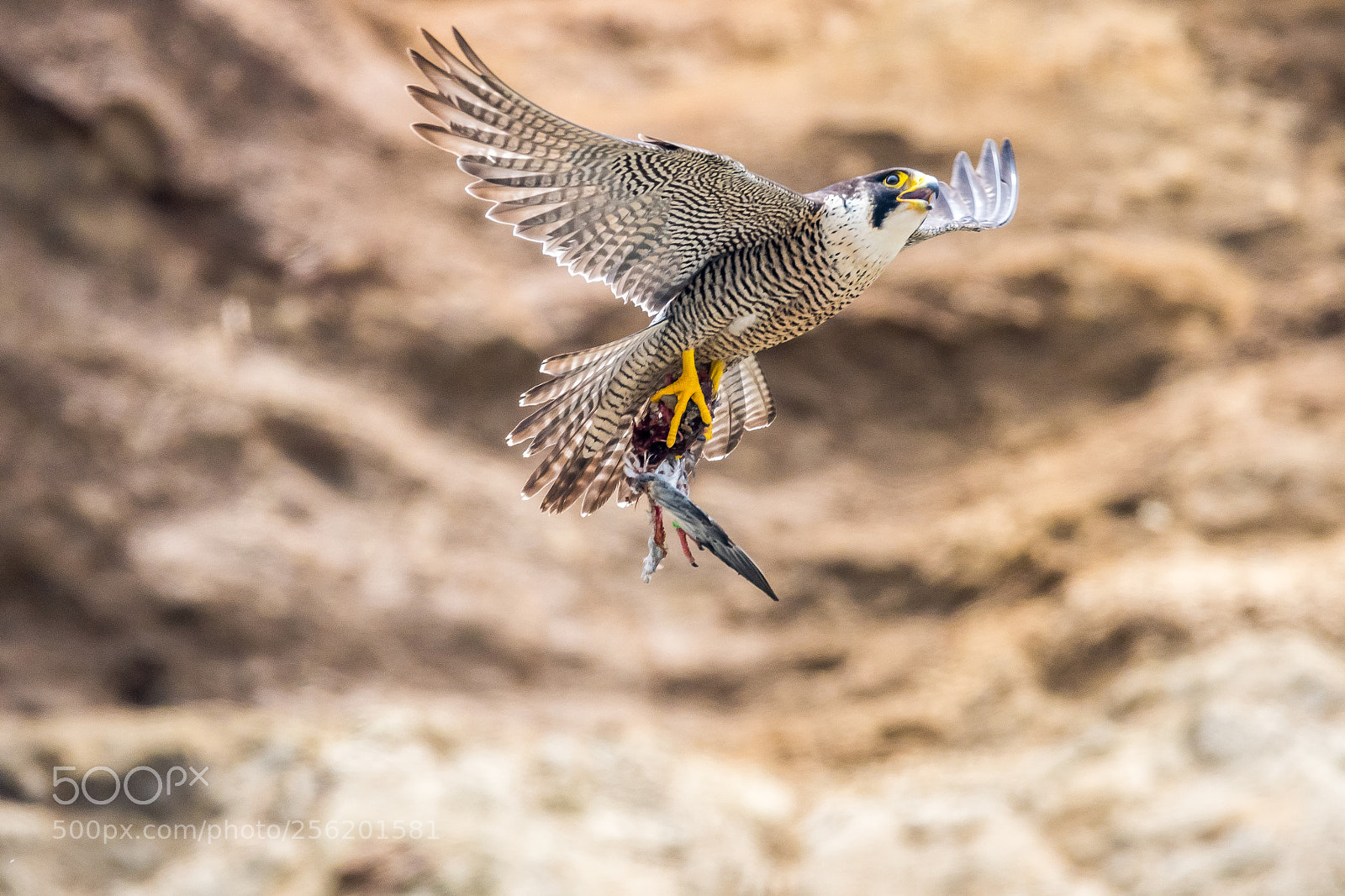 Nikon D500 sample photo. Falcon photography