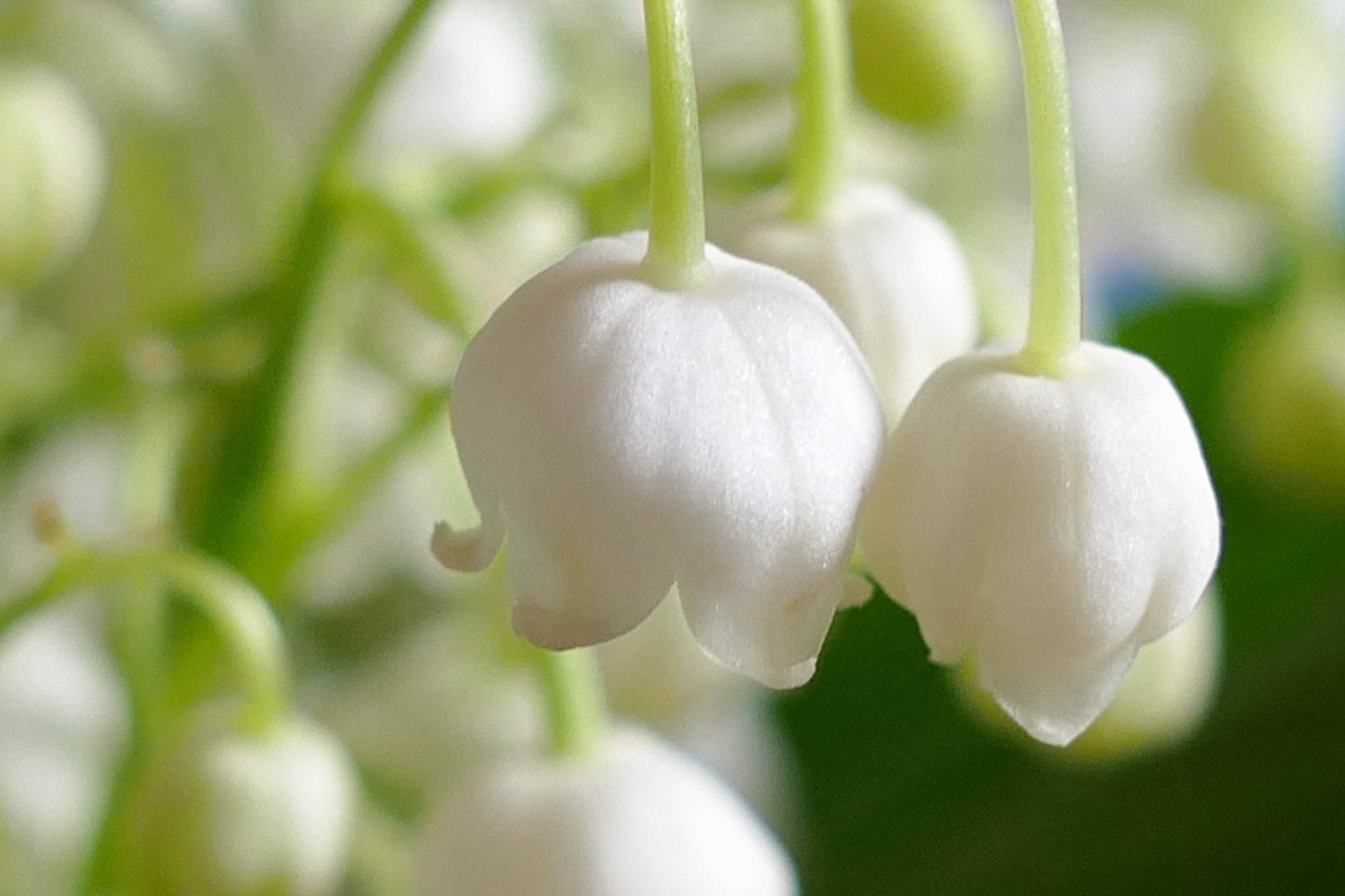 Leica V-Lux (Typ 114) sample photo. ()le muguet photography