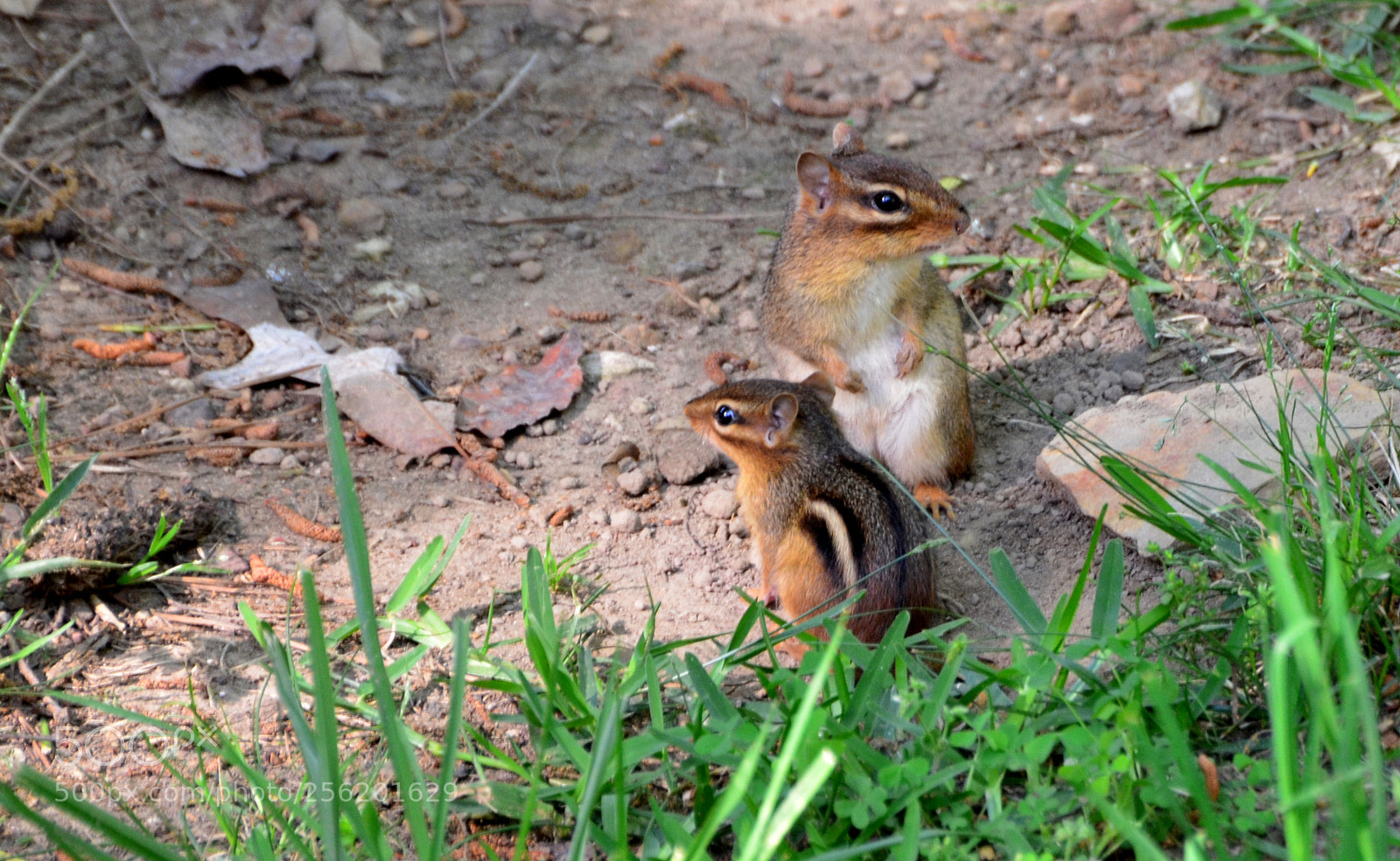 Nikon D7000 sample photo. Chipmunk 4  5/2/18 photography
