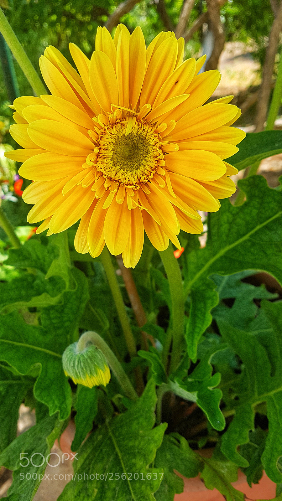 Samsung Galaxy S7 Edge sample photo. Untitled photography