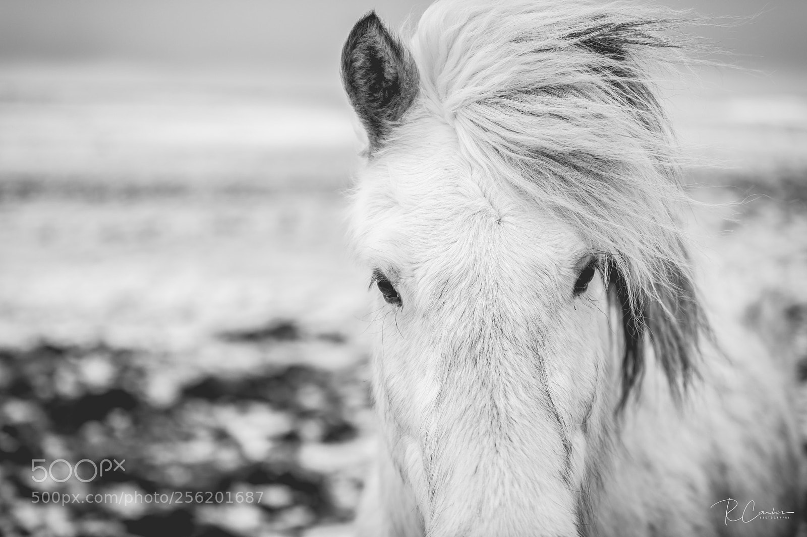Canon EOS 6D Mark II sample photo. Icelandic look photography