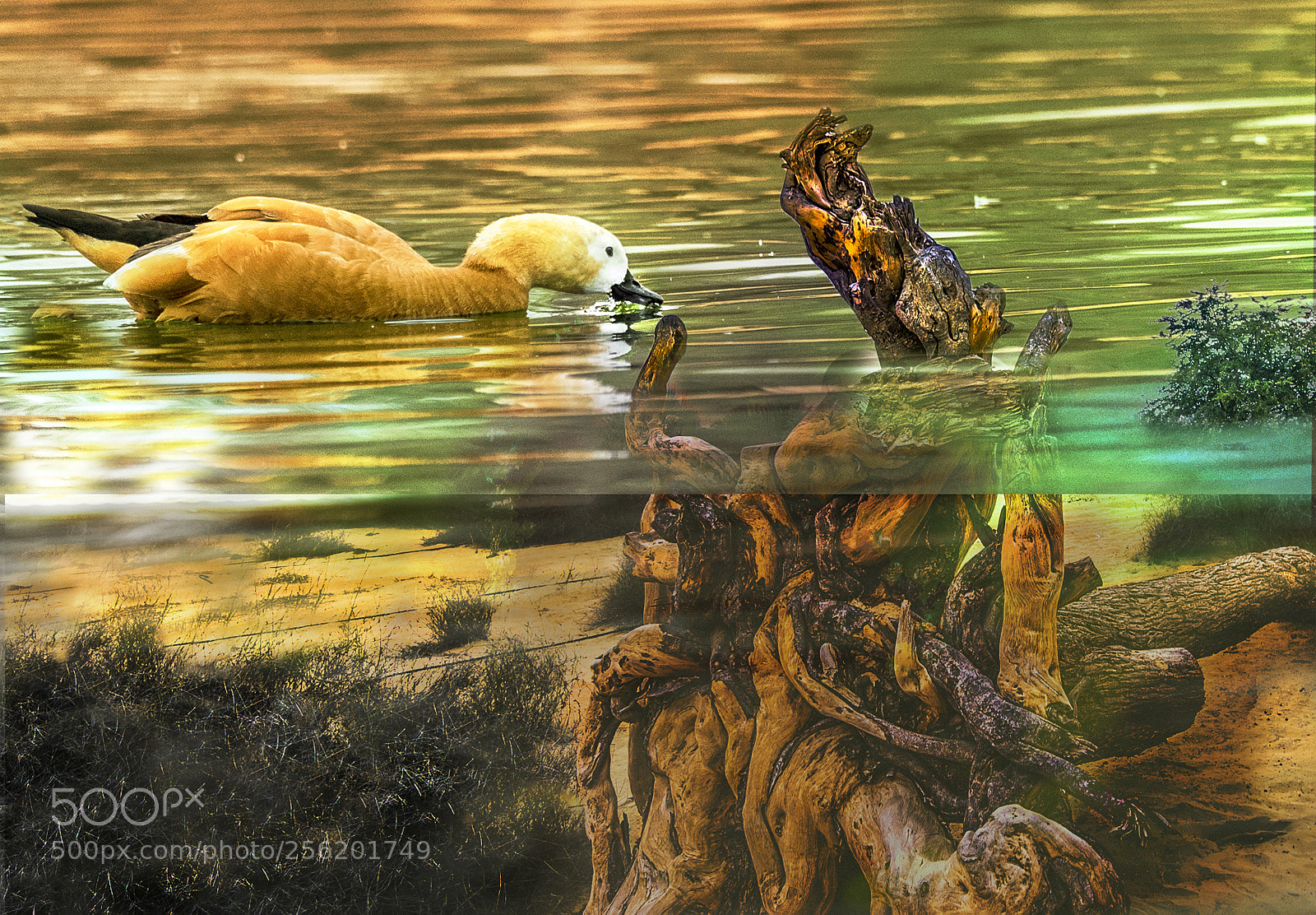 Nikon D750 sample photo. Duck over a dead photography