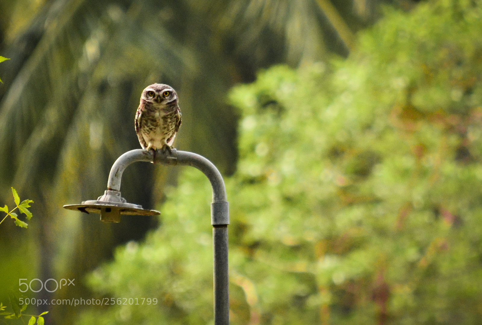 Nikon D3100 sample photo. I am single !!! photography