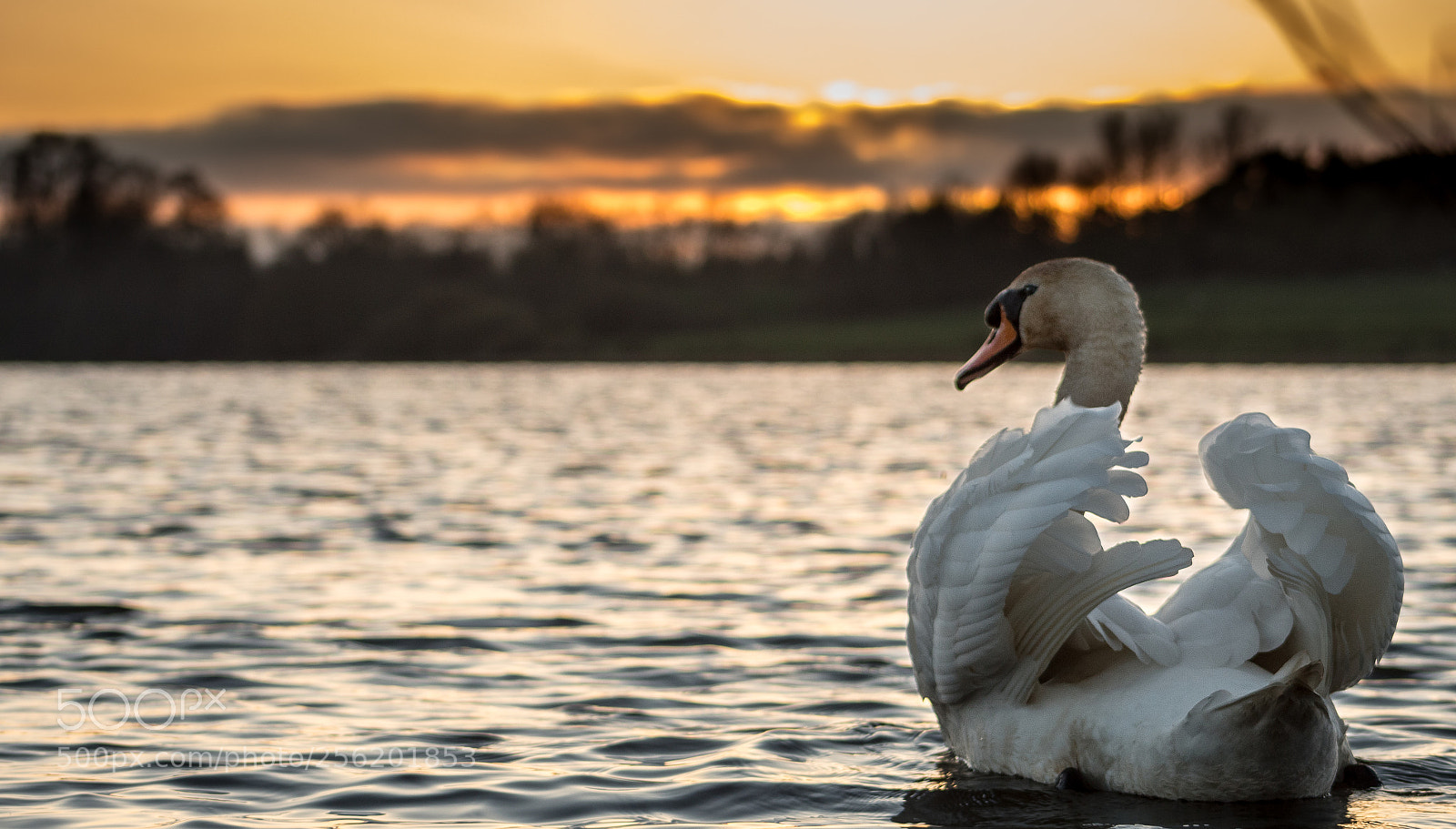 Canon EOS 1300D (EOS Rebel T6 / EOS Kiss X80) sample photo. Swan photography
