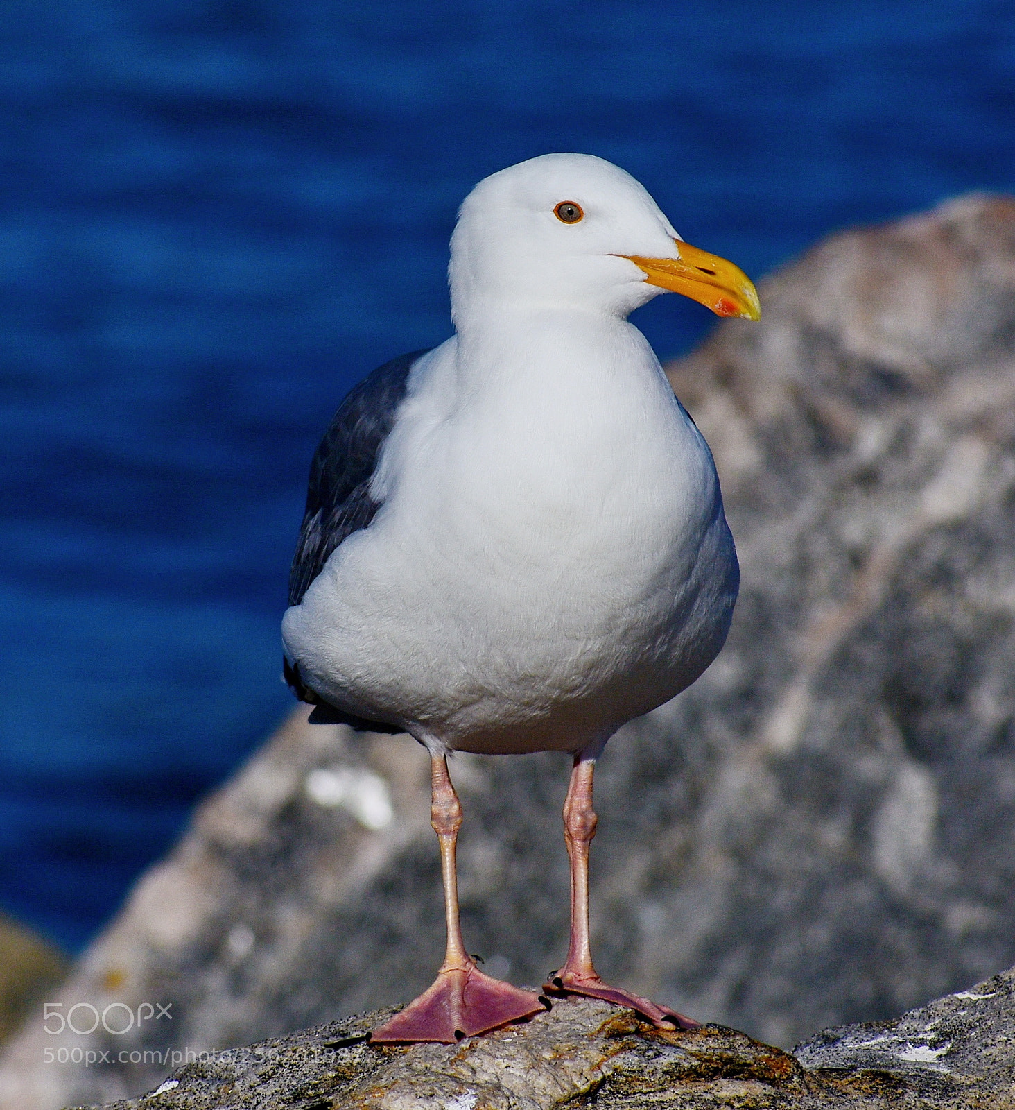 Nikon D7200 sample photo. Seagull looking at you photography