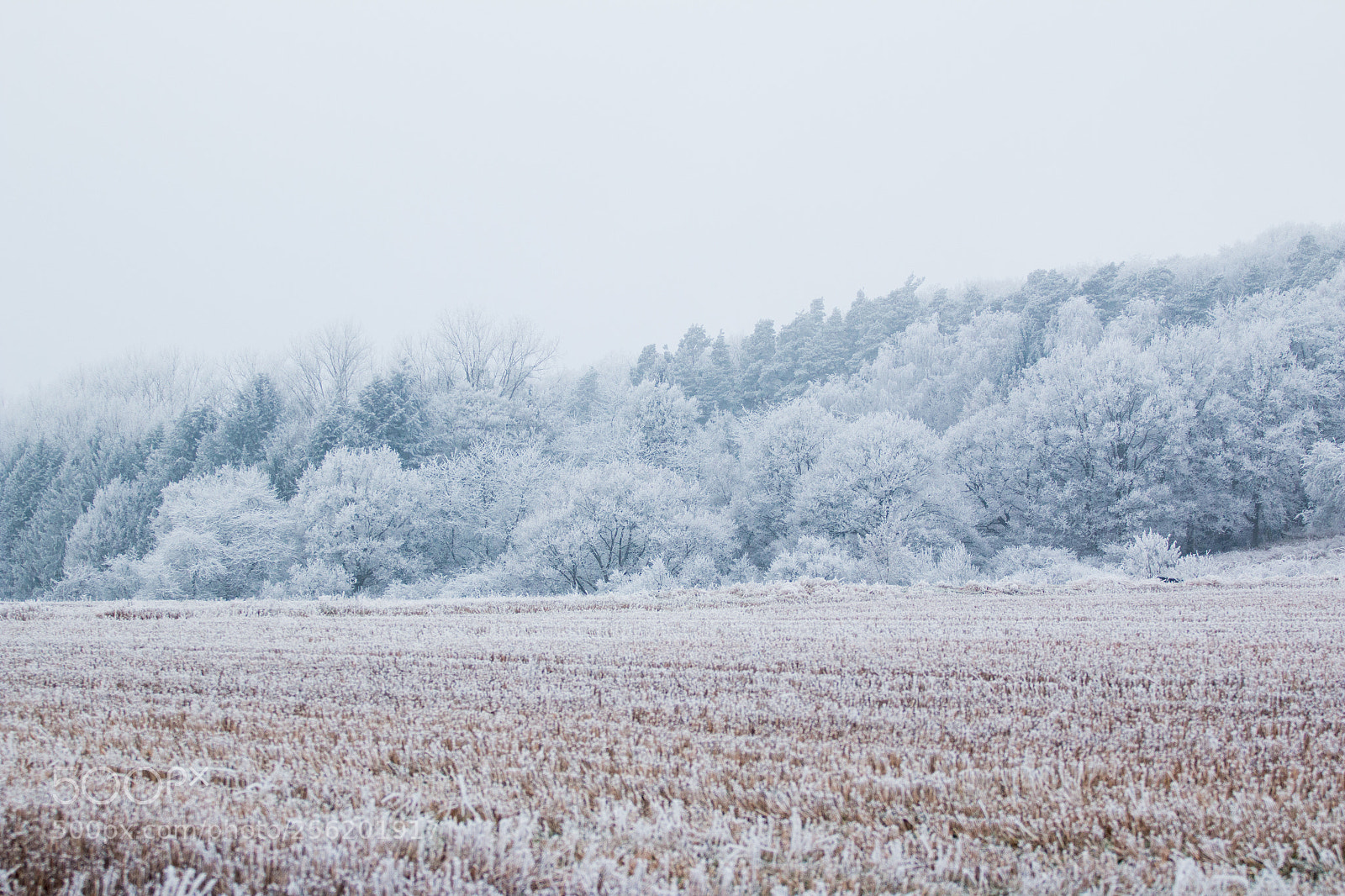 Canon EOS 70D sample photo. Ice forest photography