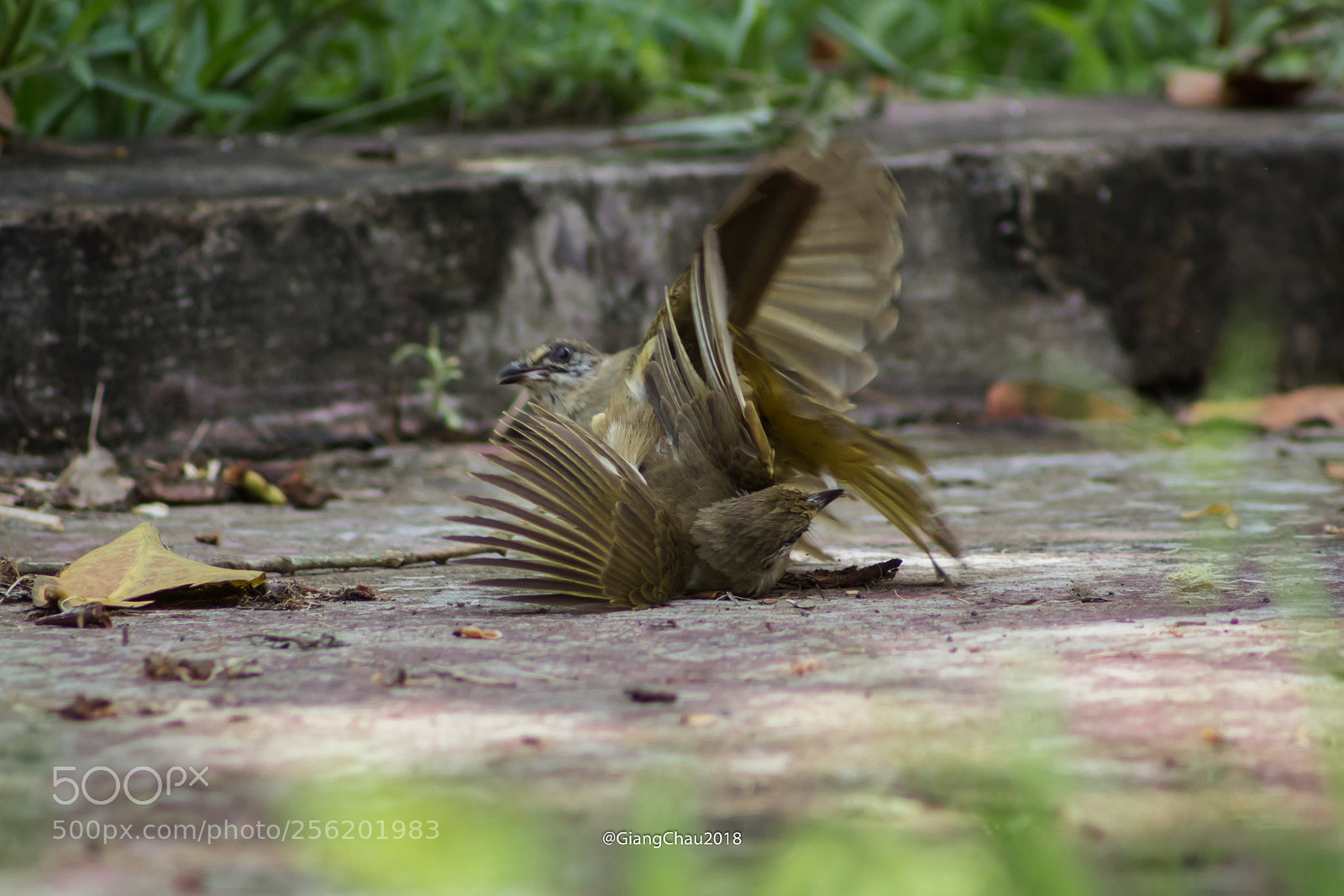 Canon EOS 60D sample photo. Birds photography