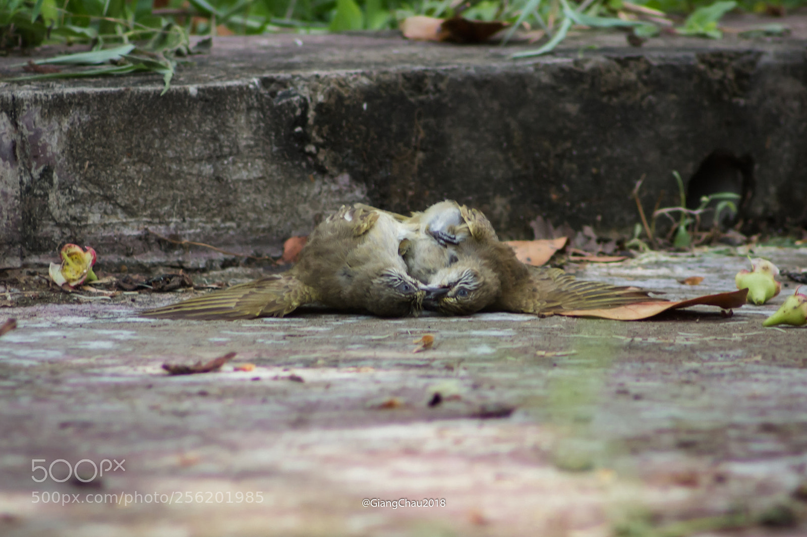Canon EOS 60D sample photo. Birds photography