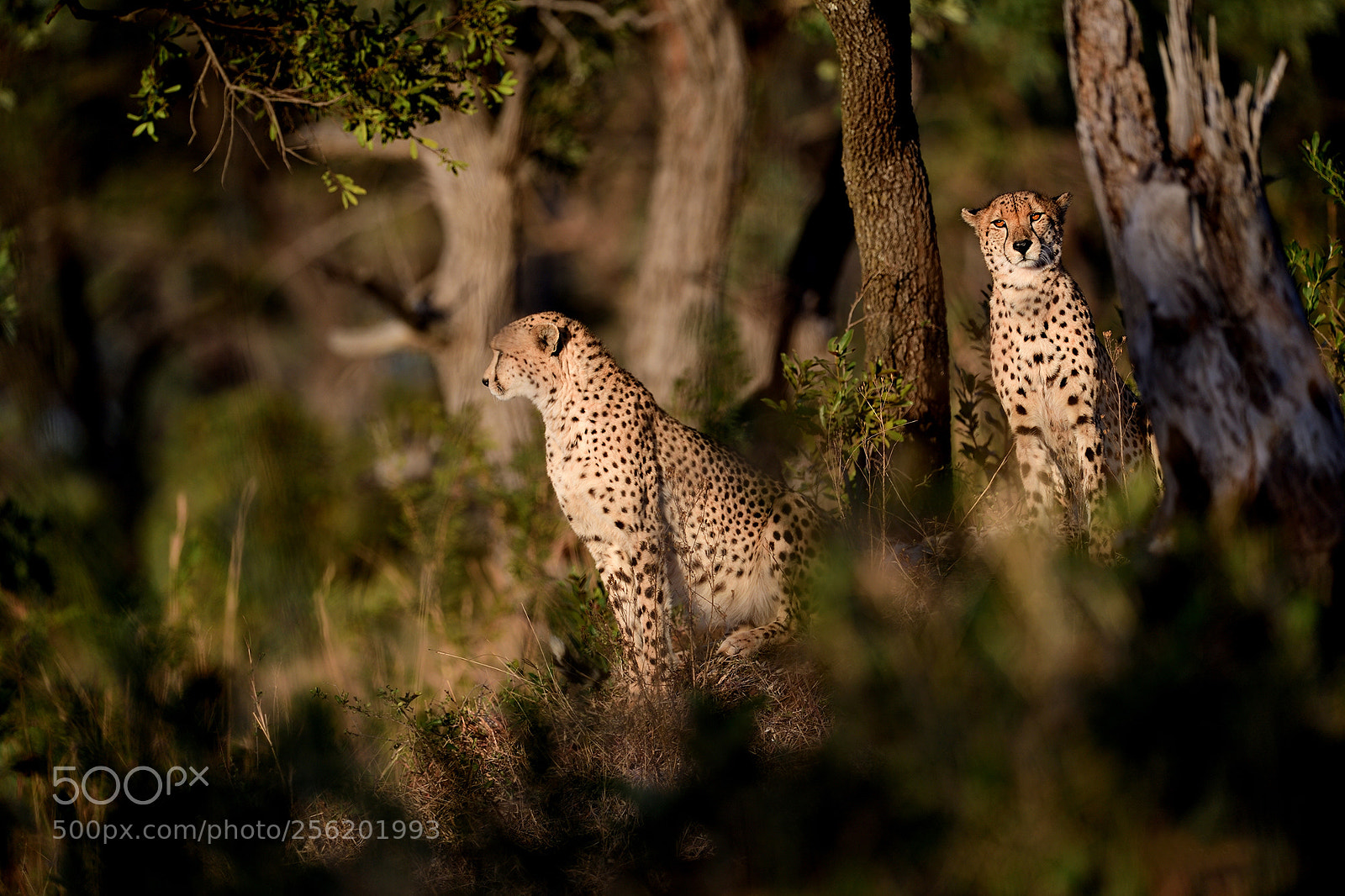Nikon D5 sample photo. Cheetah in sunrise photography