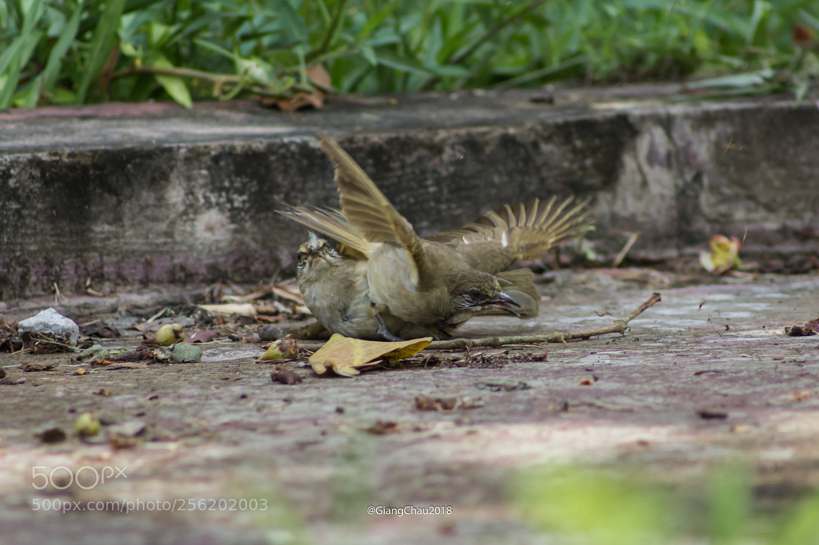 Canon EOS 60D sample photo. Birds photography