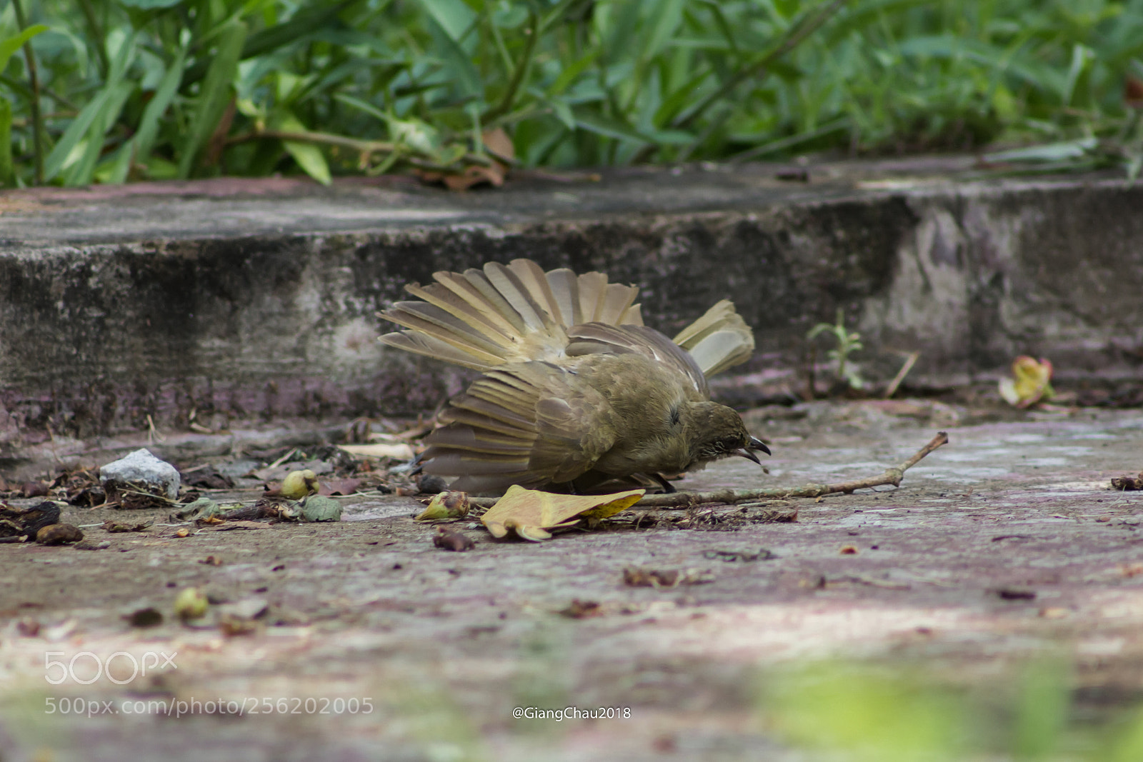Canon EOS 60D sample photo. Birds photography