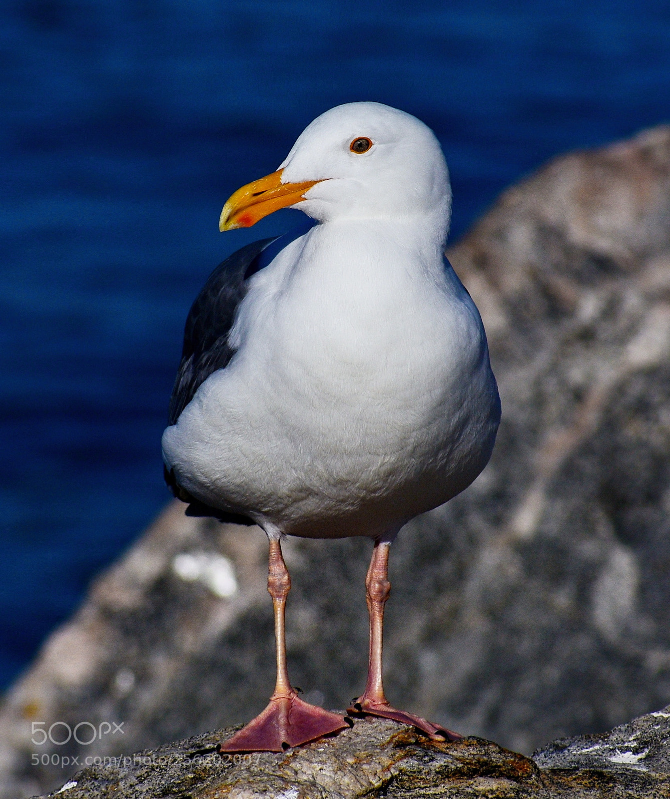 Nikon D7200 sample photo. Seagull looking at you photography