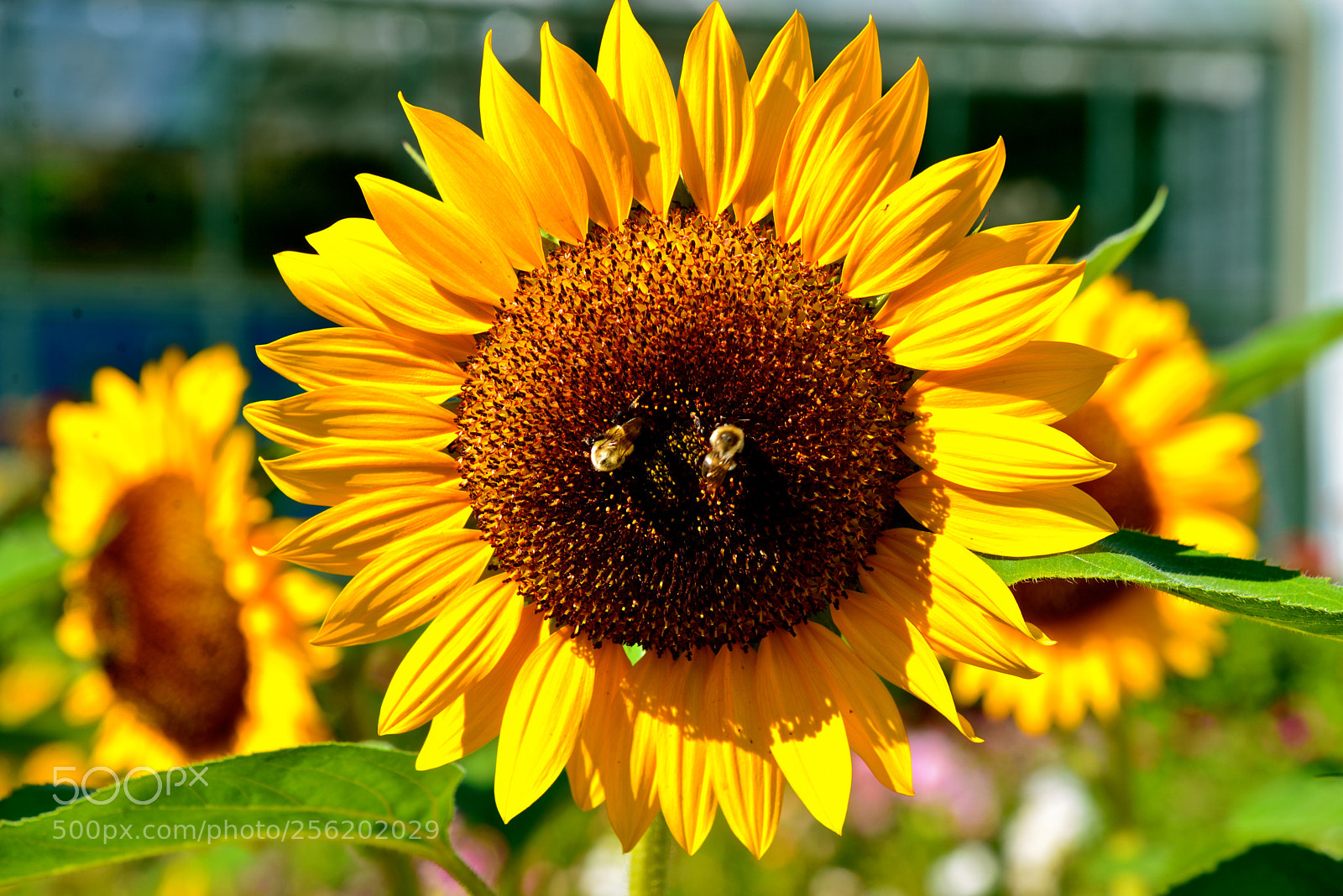 Nikon D600 sample photo. Sunflowers photography