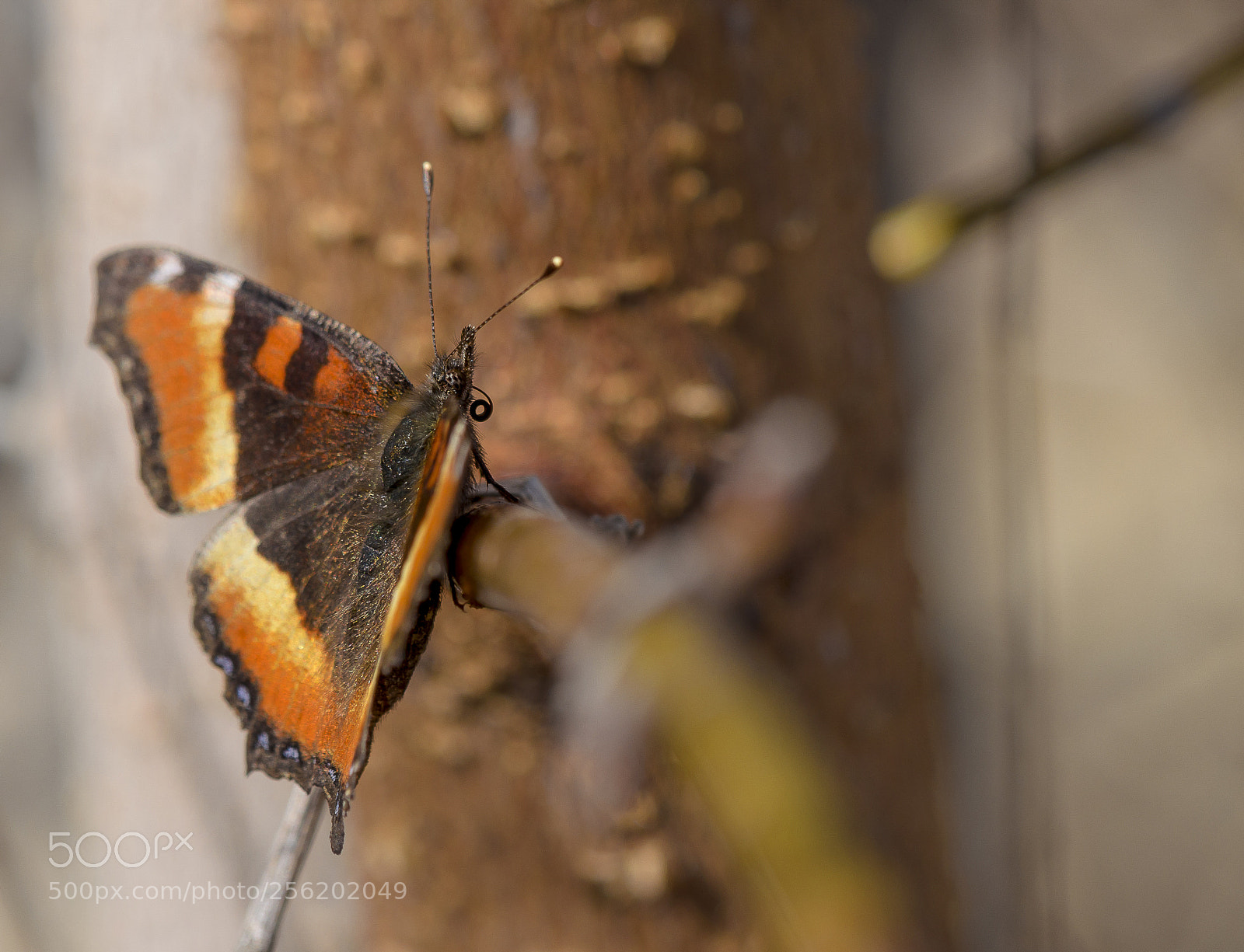 Nikon D7000 sample photo. Step right up to photography