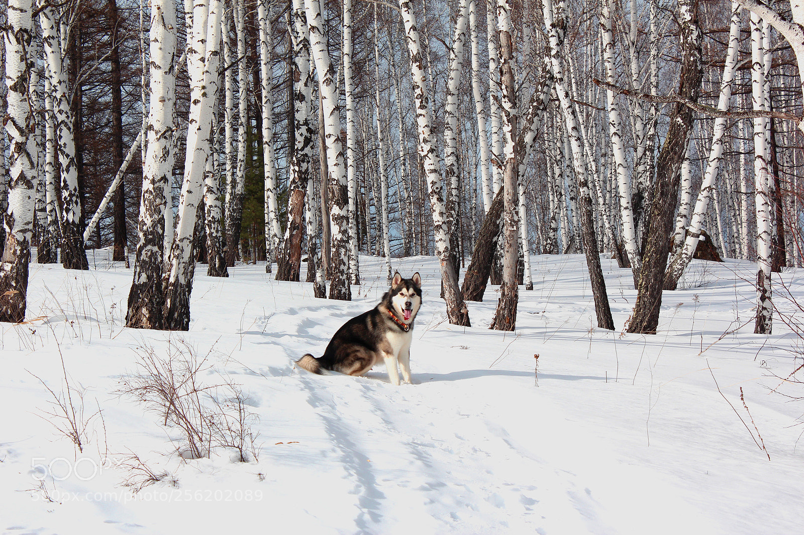 Canon EOS 600D (Rebel EOS T3i / EOS Kiss X5) sample photo. Missing the winter photography