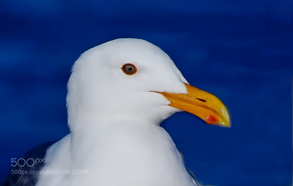 Nikon D7200 sample photo. Seagull looking at you photography