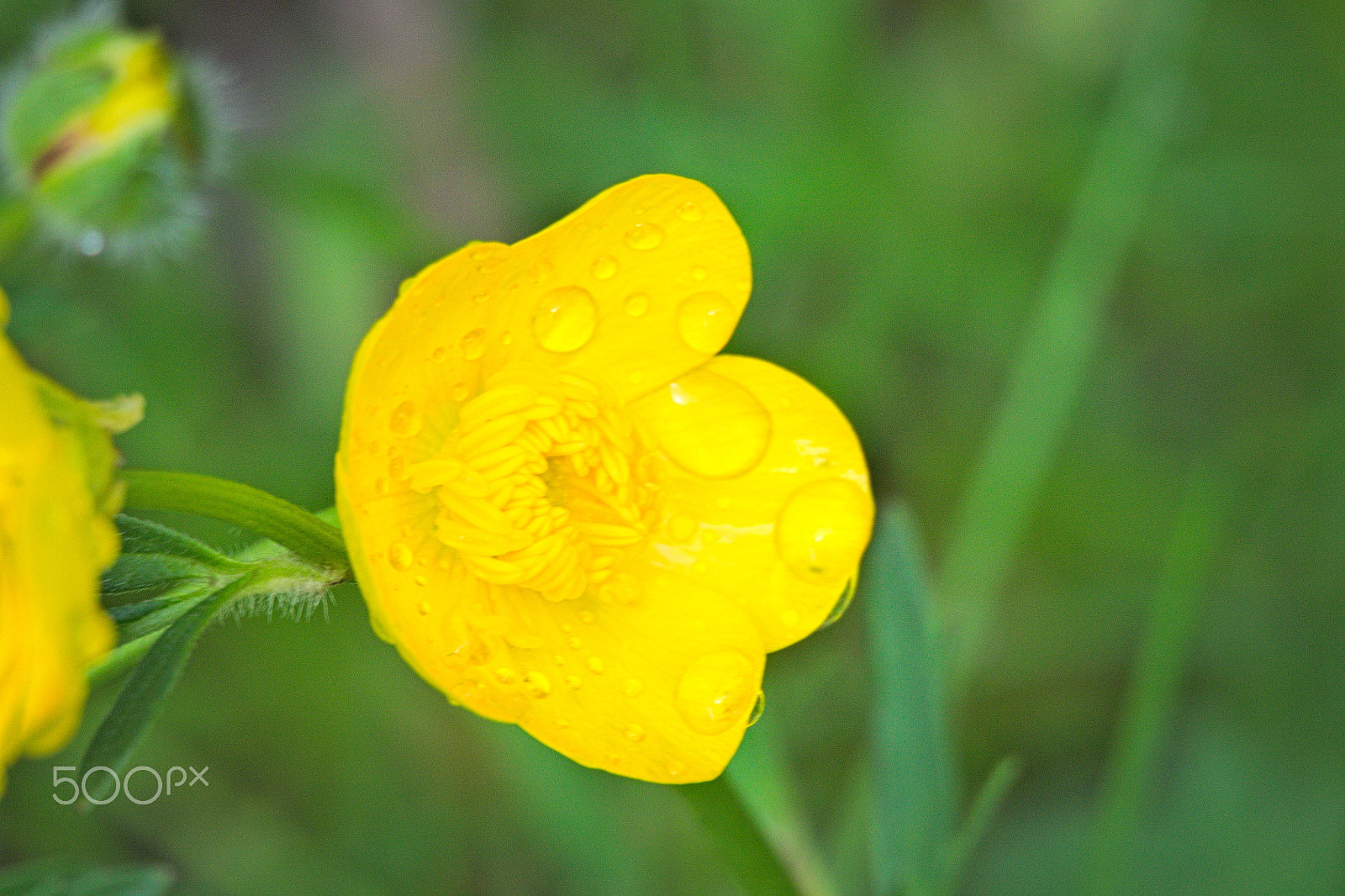 Nikon 1 V2 sample photo. Yellow buttercup after the rain photography