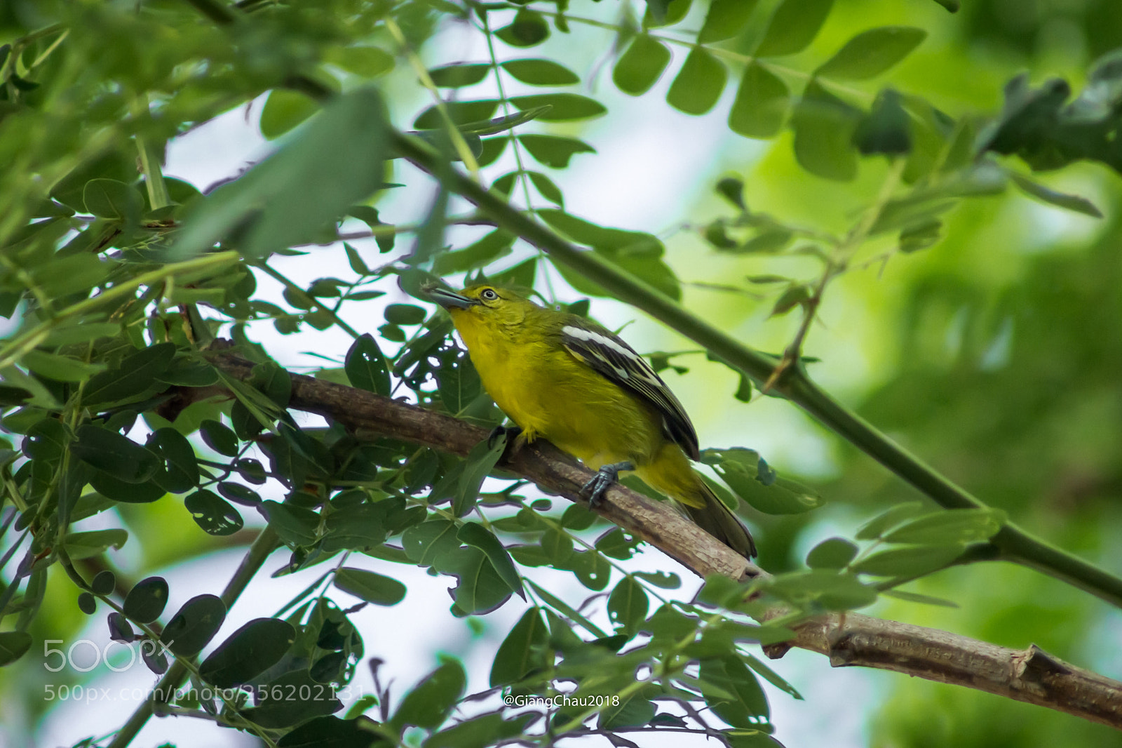 Canon EOS 60D sample photo. Birds photography