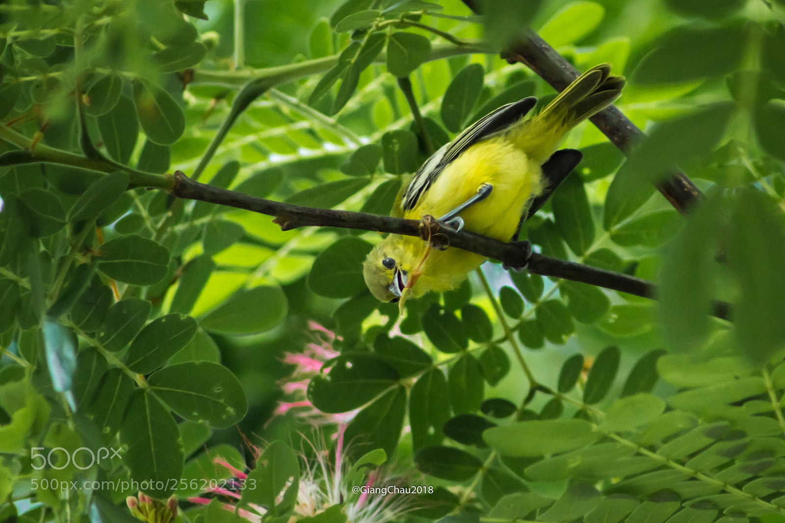 Canon EOS 60D sample photo. Birds photography