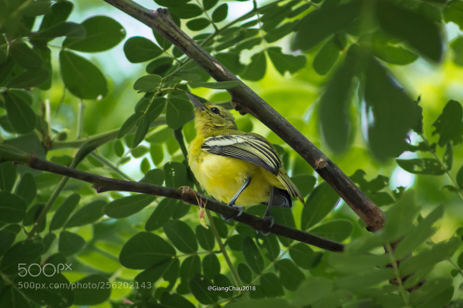 Canon EOS 60D sample photo. Birds photography